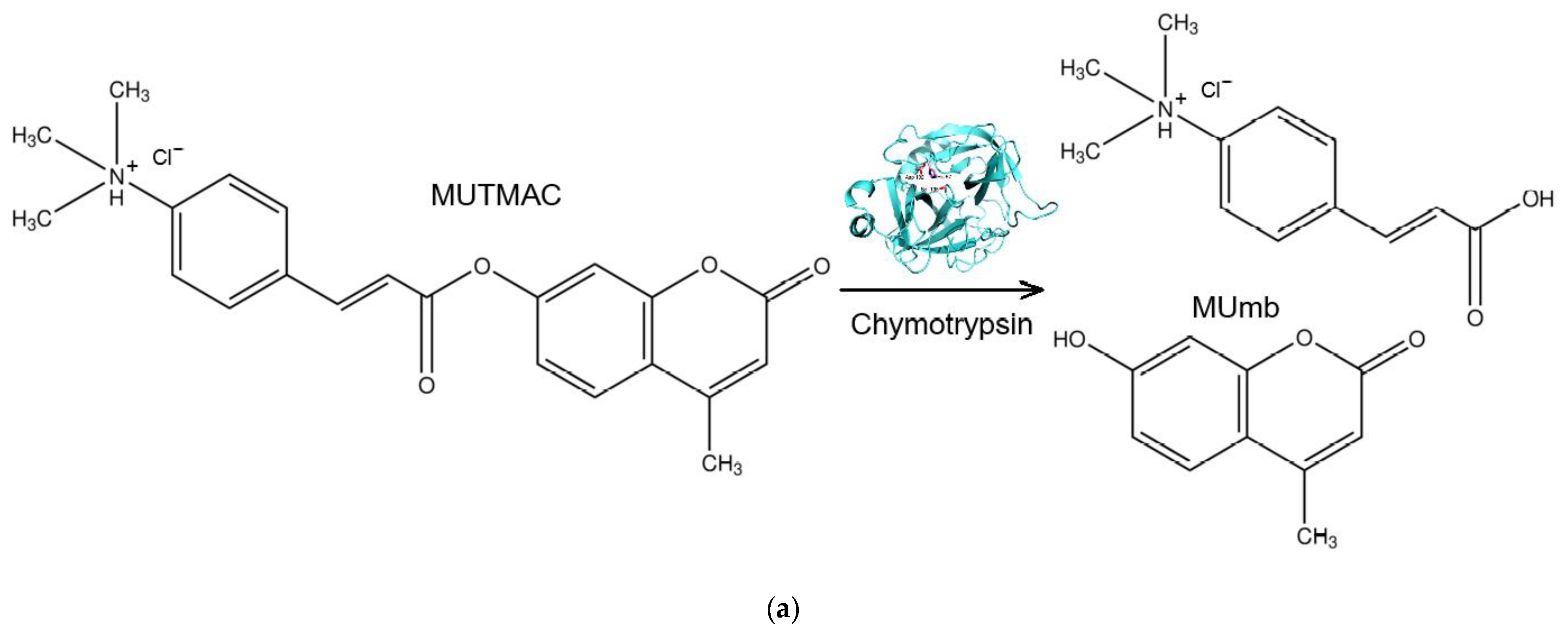 Biophysica 04 00024 g002a