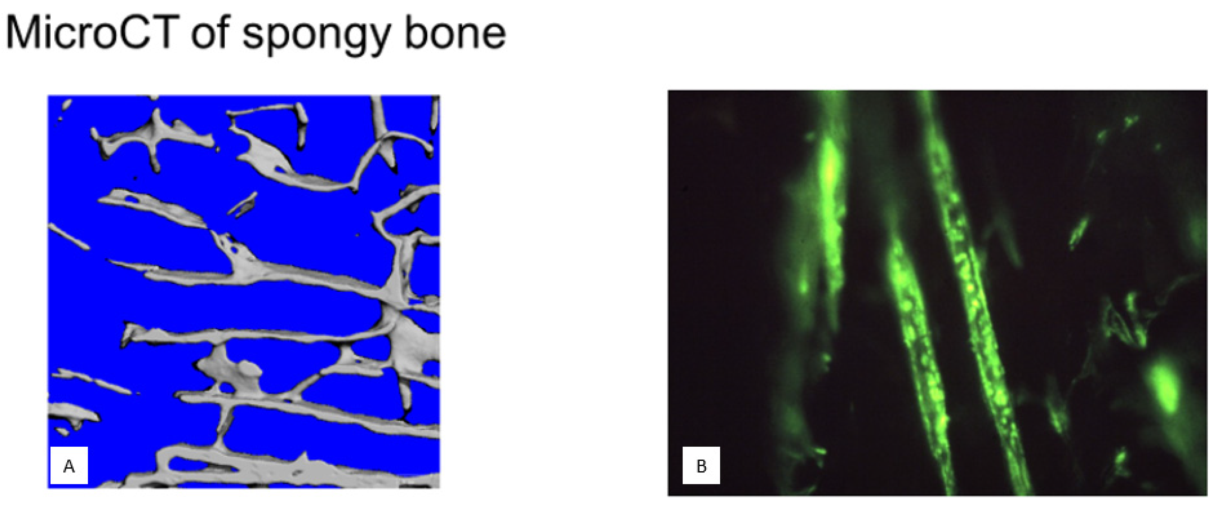 Biophysica 04 00026 g001
