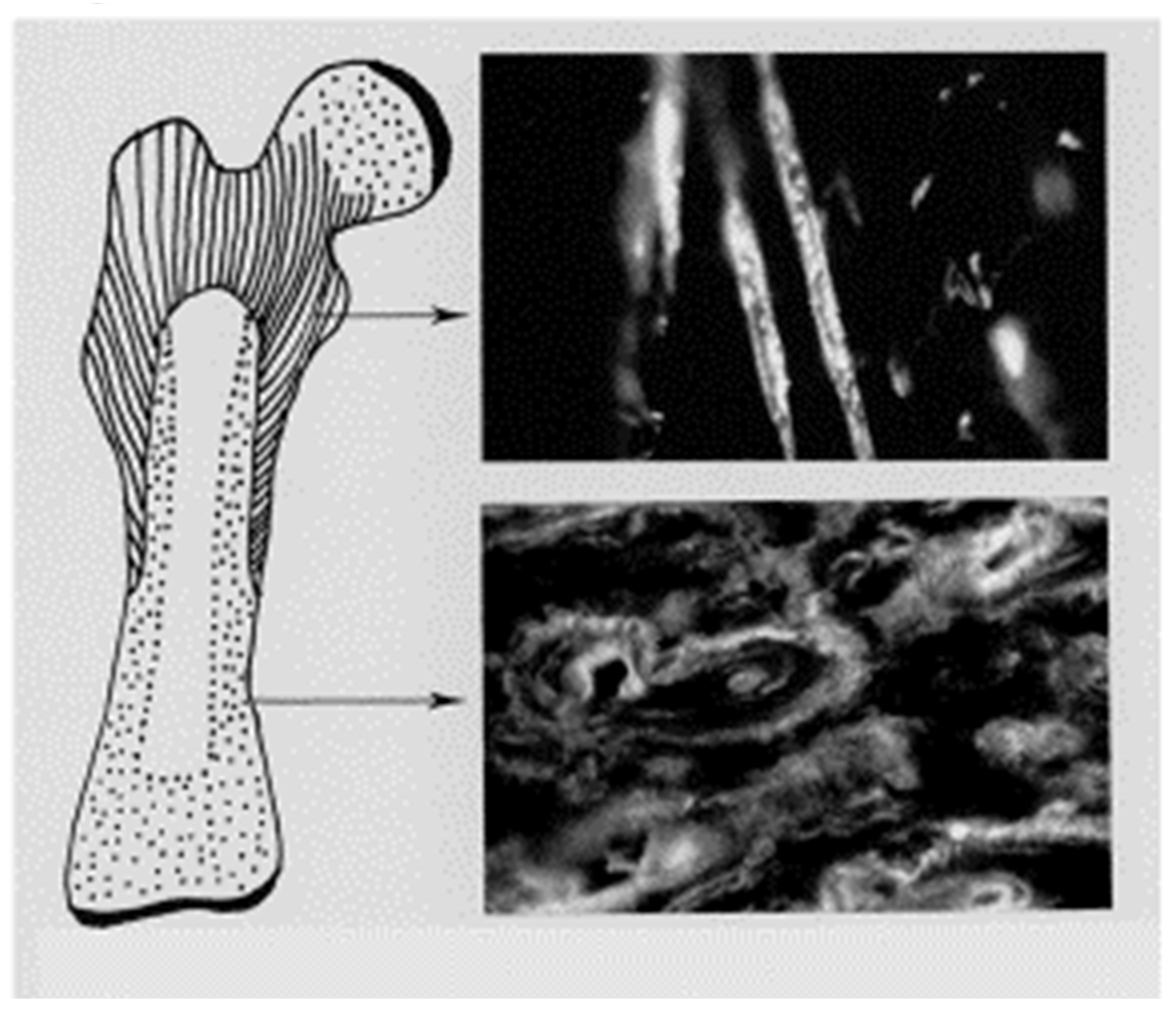 Biophysica 04 00026 g003