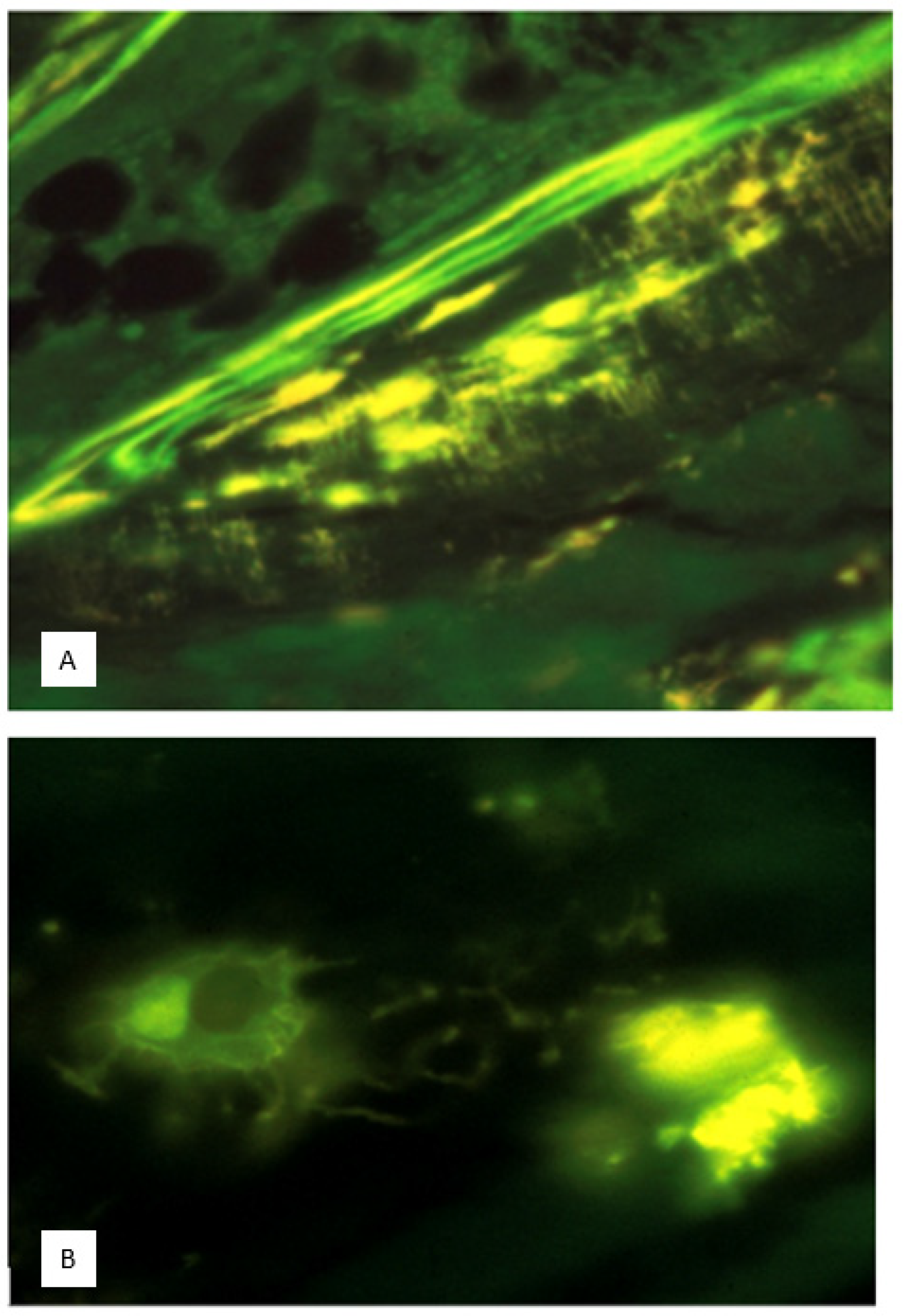 Biophysica 04 00026 g007
