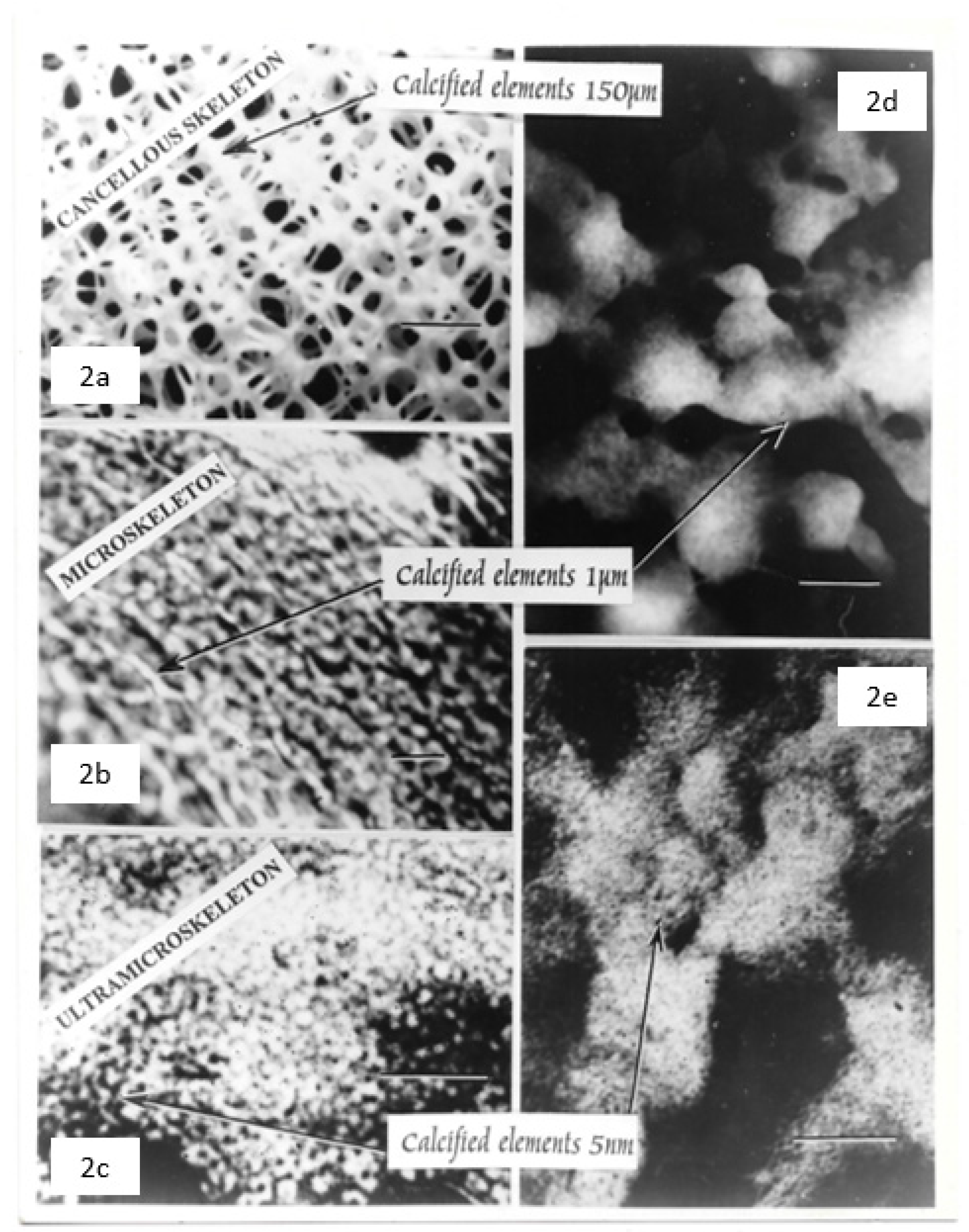 Biophysica 04 00026 g011