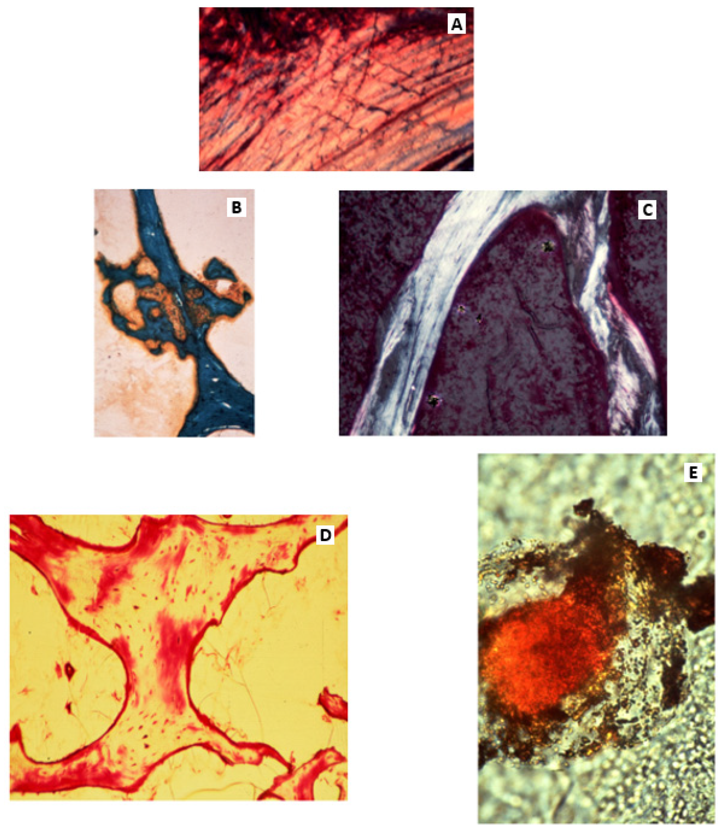 Biophysica 04 00026 g012