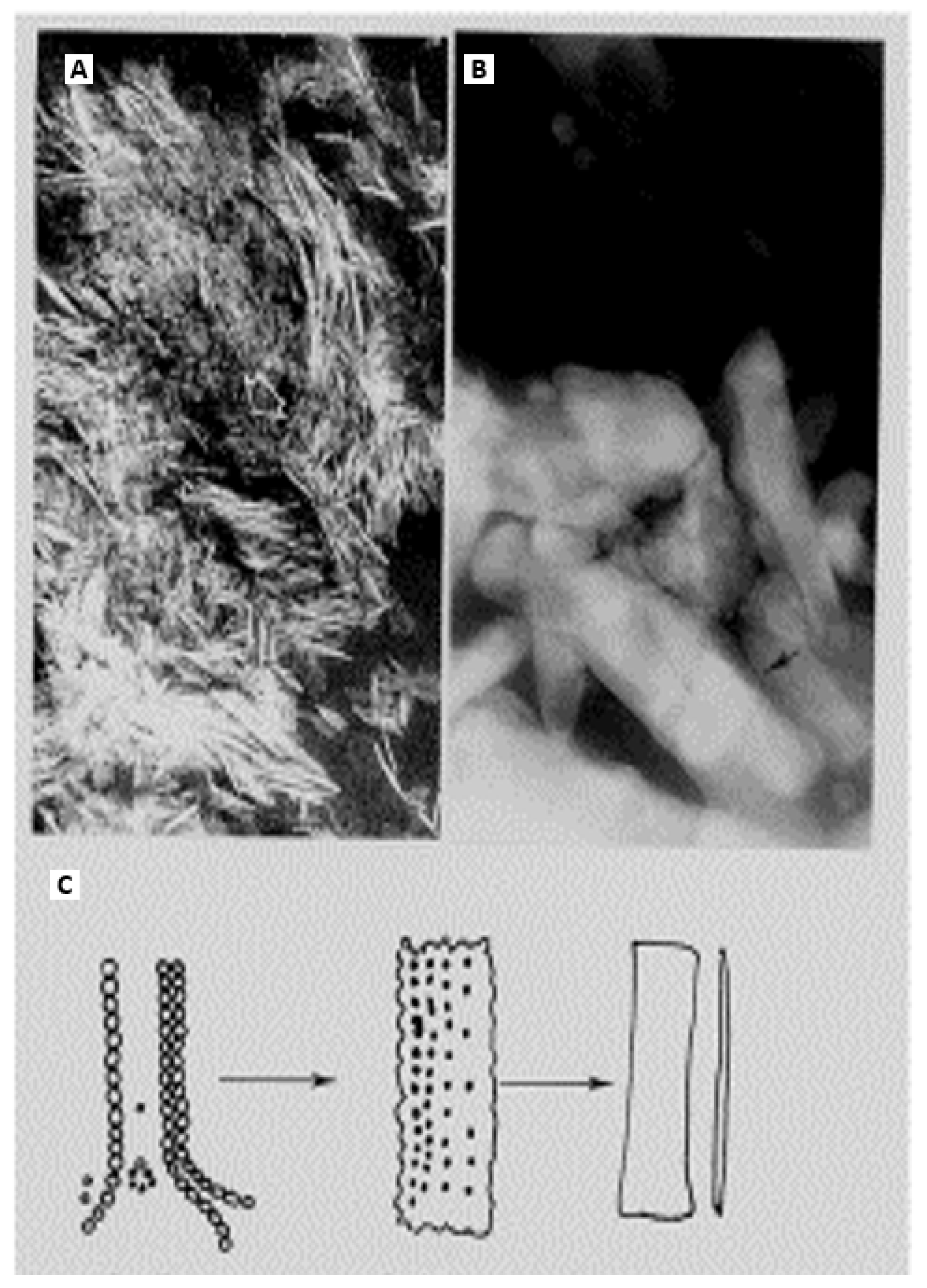 Biophysica 04 00026 g015