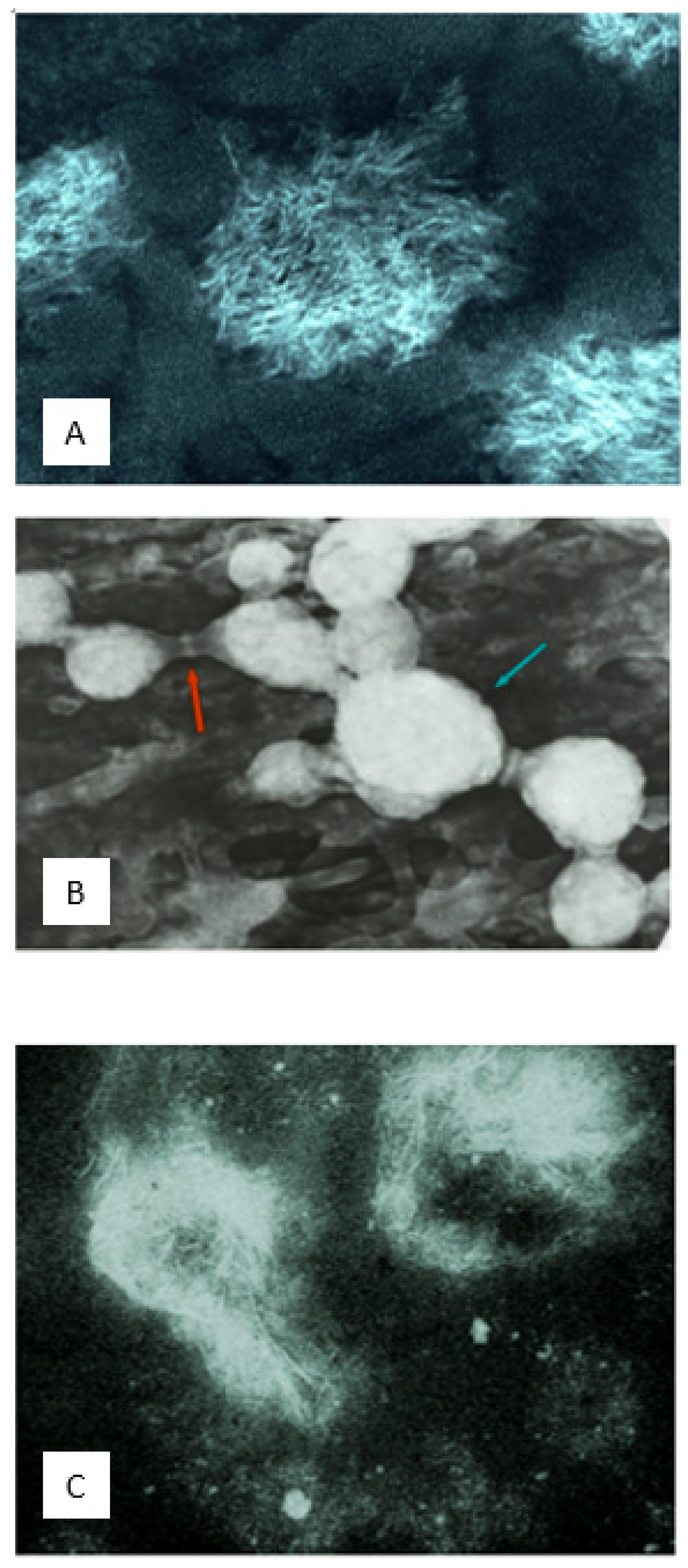 Biophysica 04 00026 g016