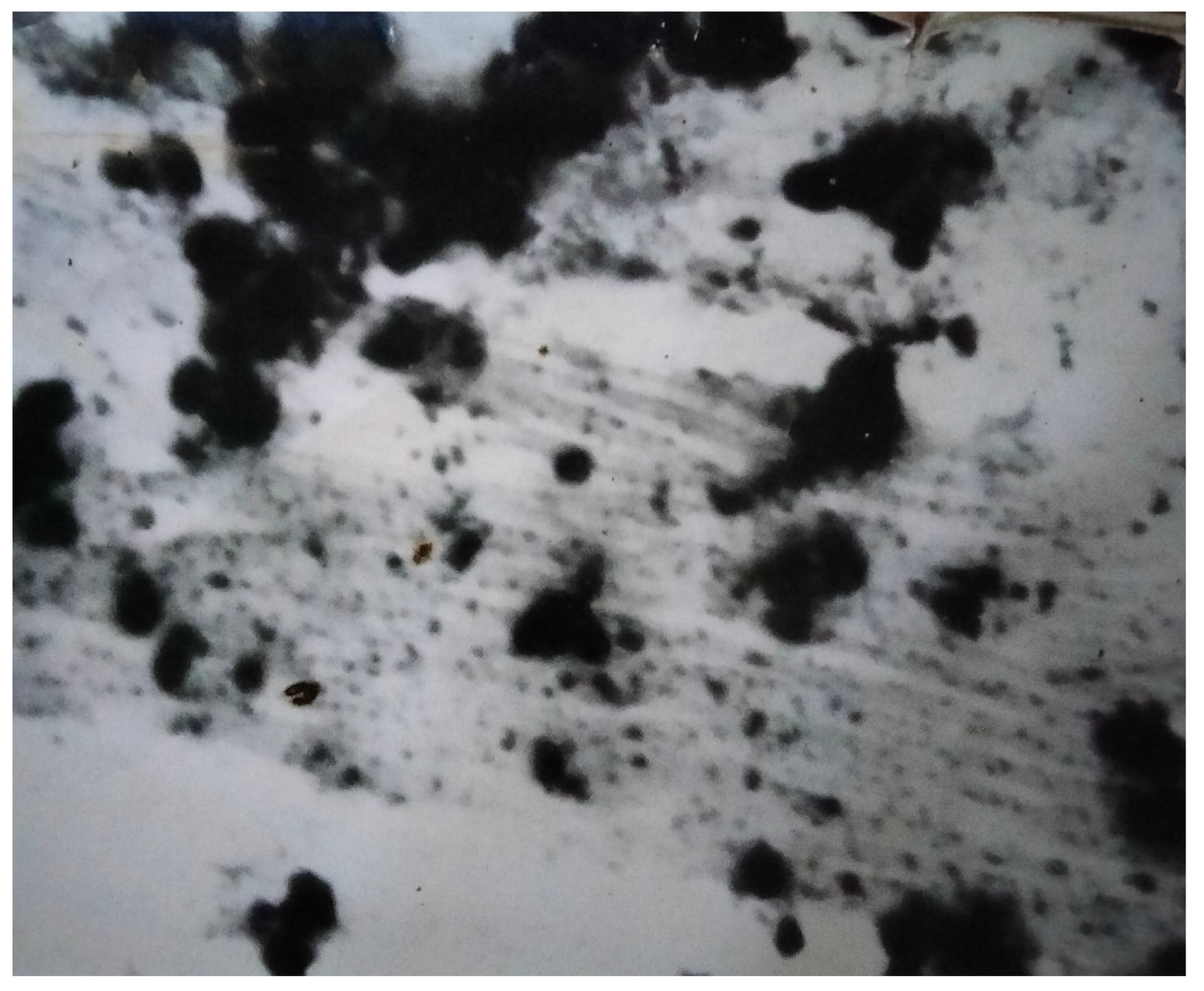 Biophysica 04 00026 g022