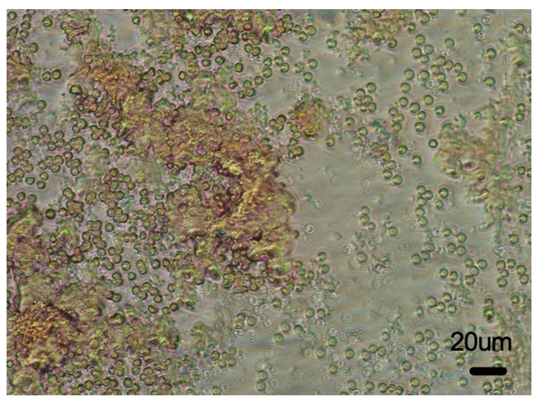 Biophysica 05 00003 g006 Biophysica 05 00003 g006