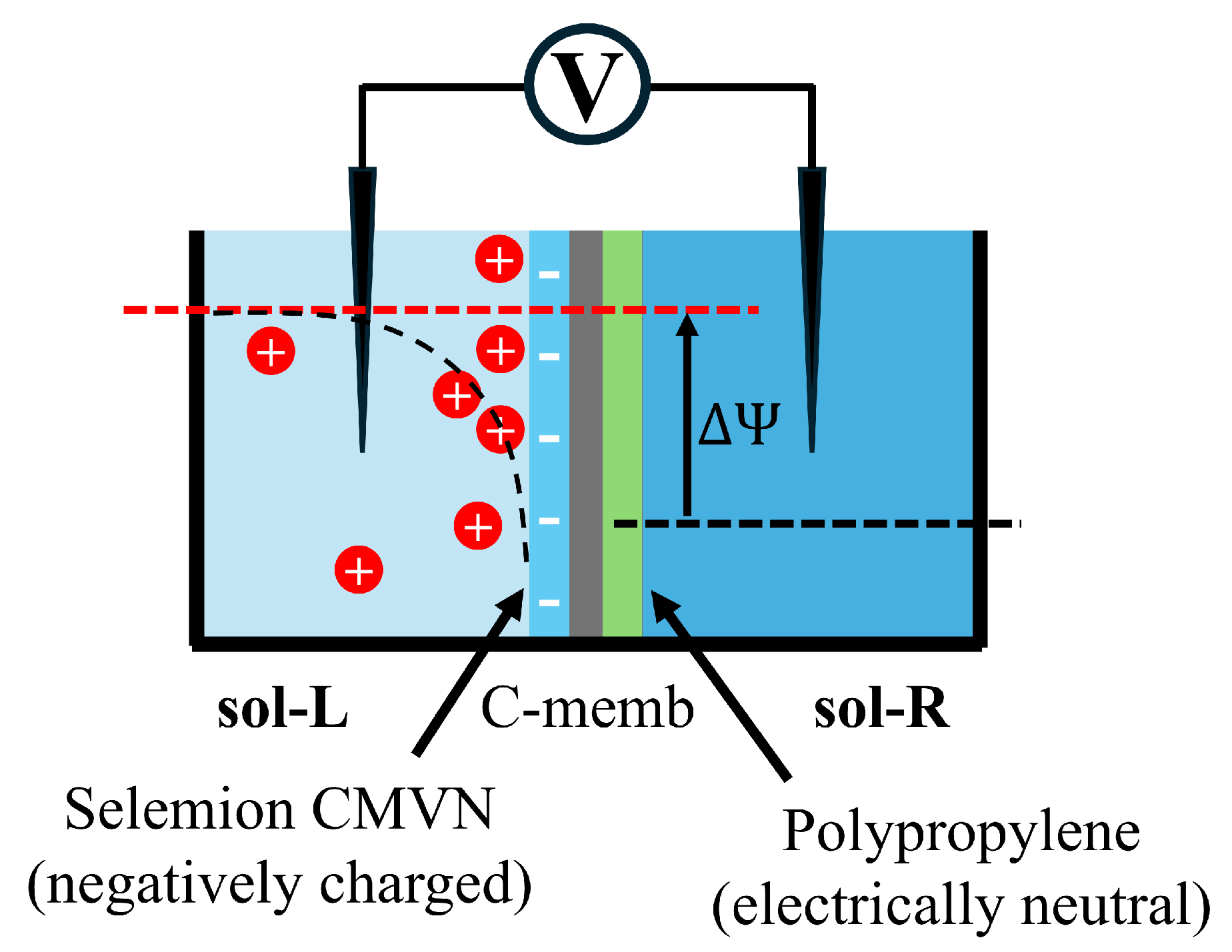 Biophysica 05 00010 g002