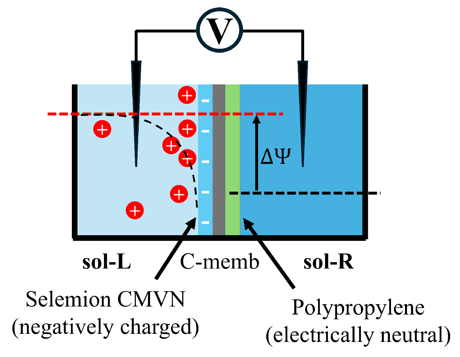 Biophysica 05 00010 g016