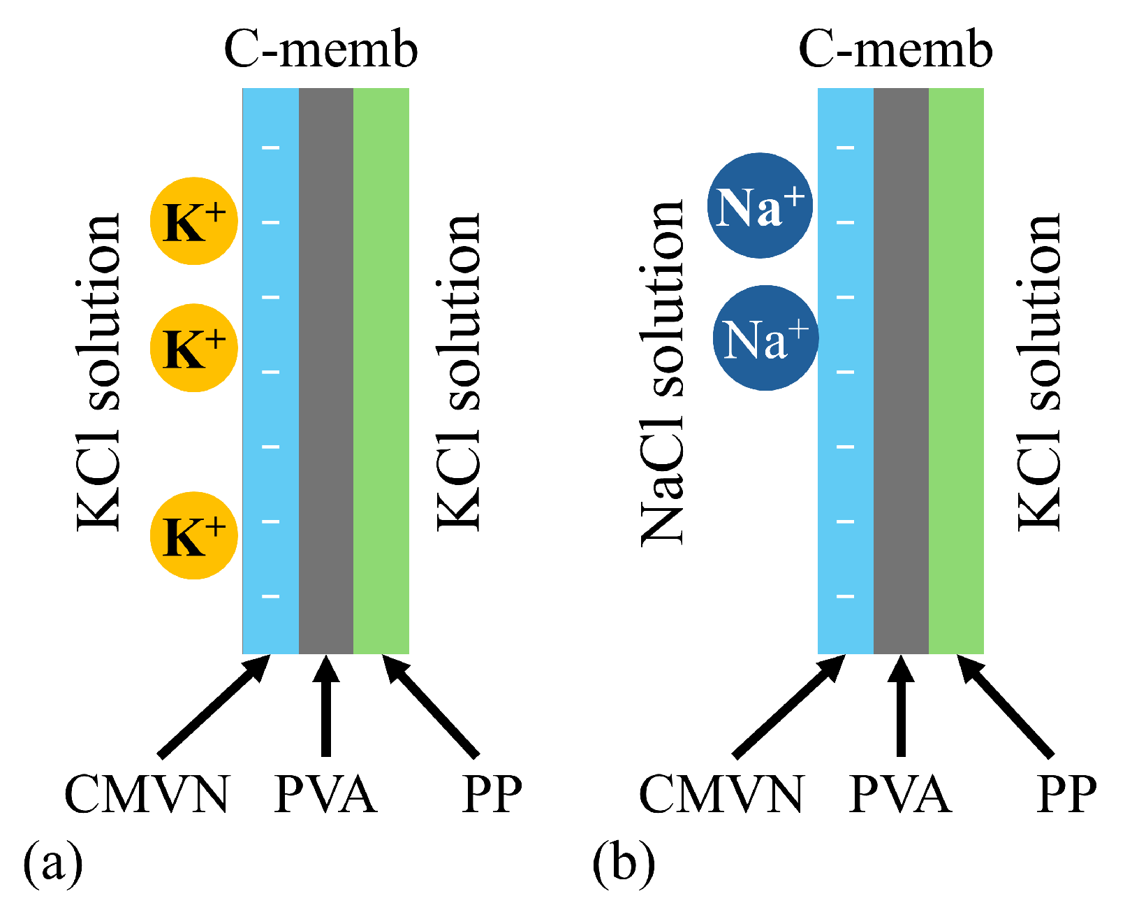 Biophysica 05 00010 g020