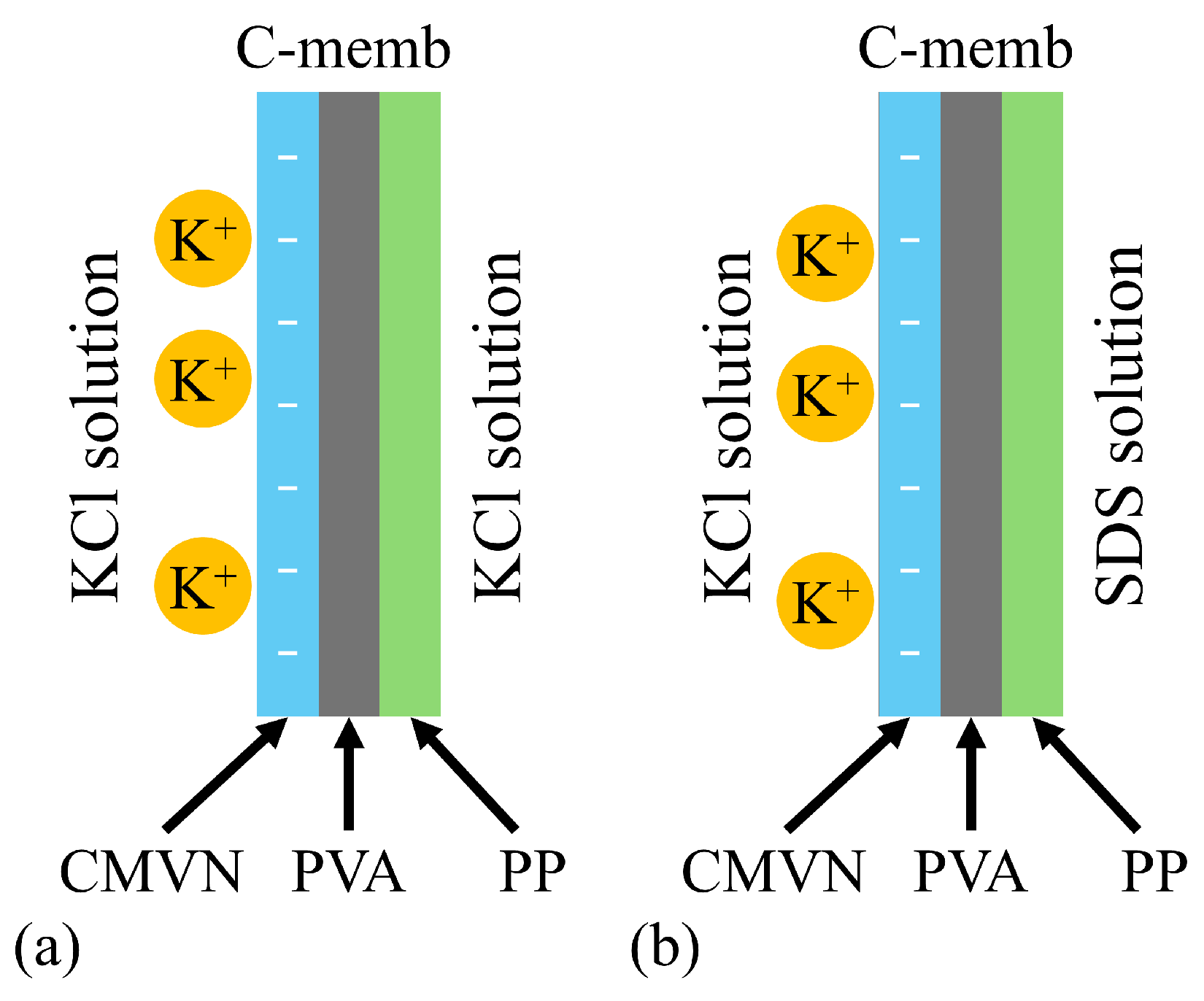 Biophysica 05 00010 g022