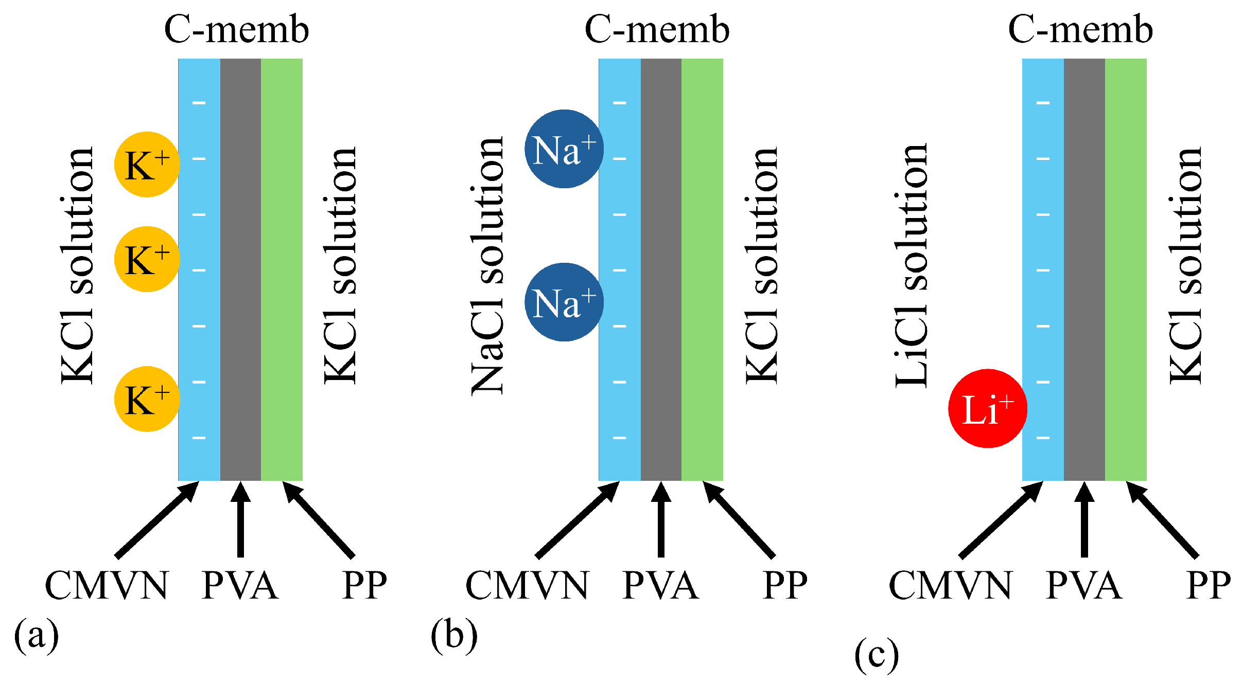 Biophysica 05 00010 g023