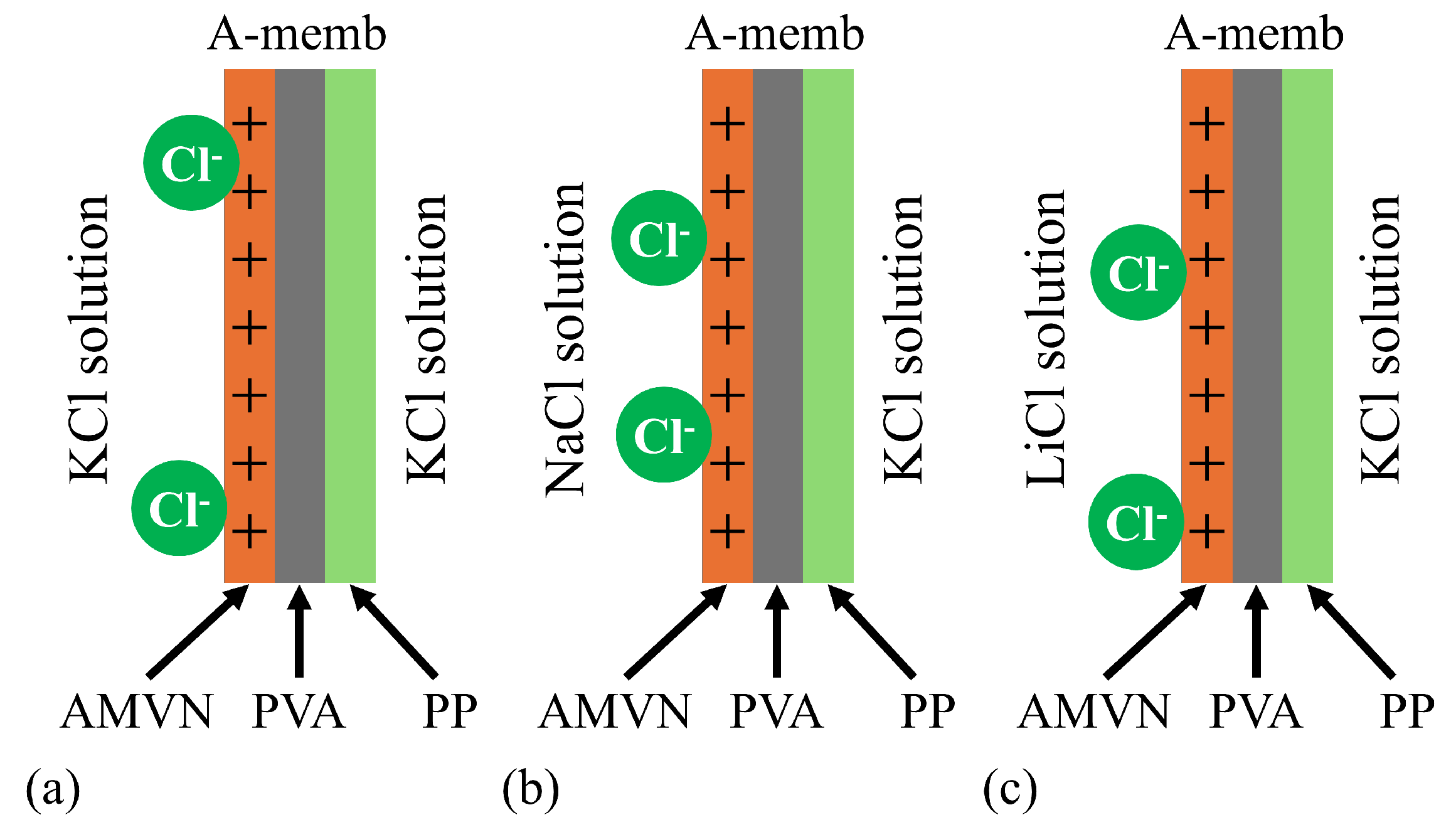 Biophysica 05 00010 g025
