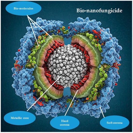 Biophysica 05 00015 g002