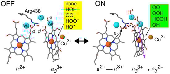 Biophysica 05 00041 g007
