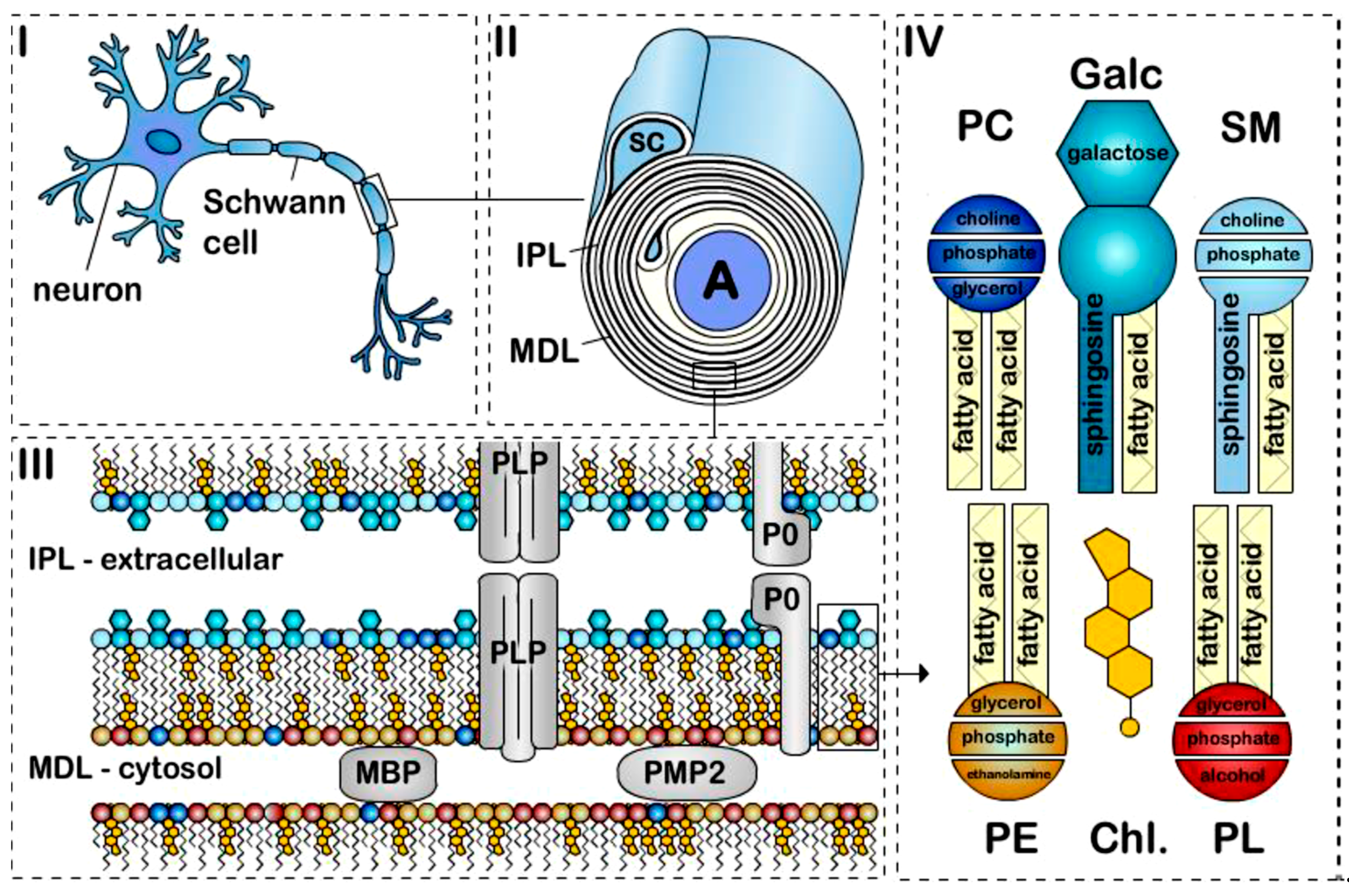 Biophysica 05 00044 g001 Biophysica 05 00044 g001