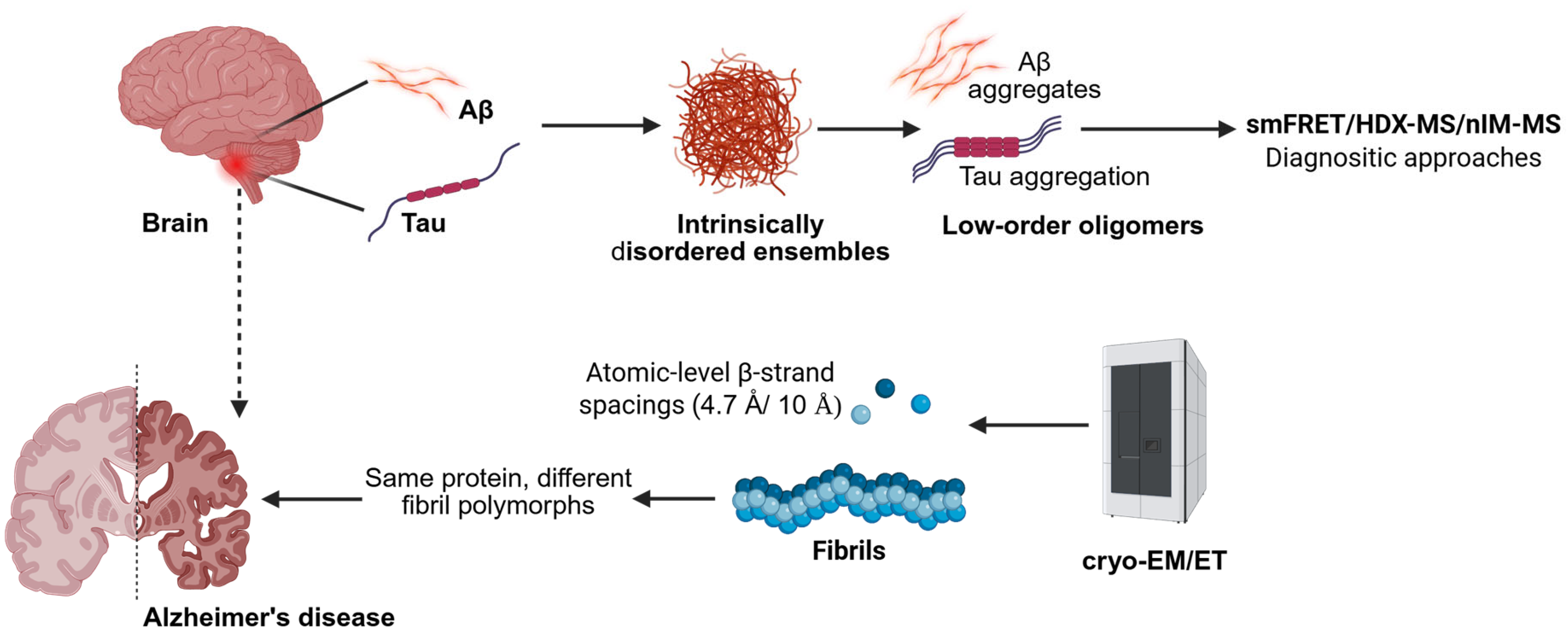 Biophysica 05 00052 g002