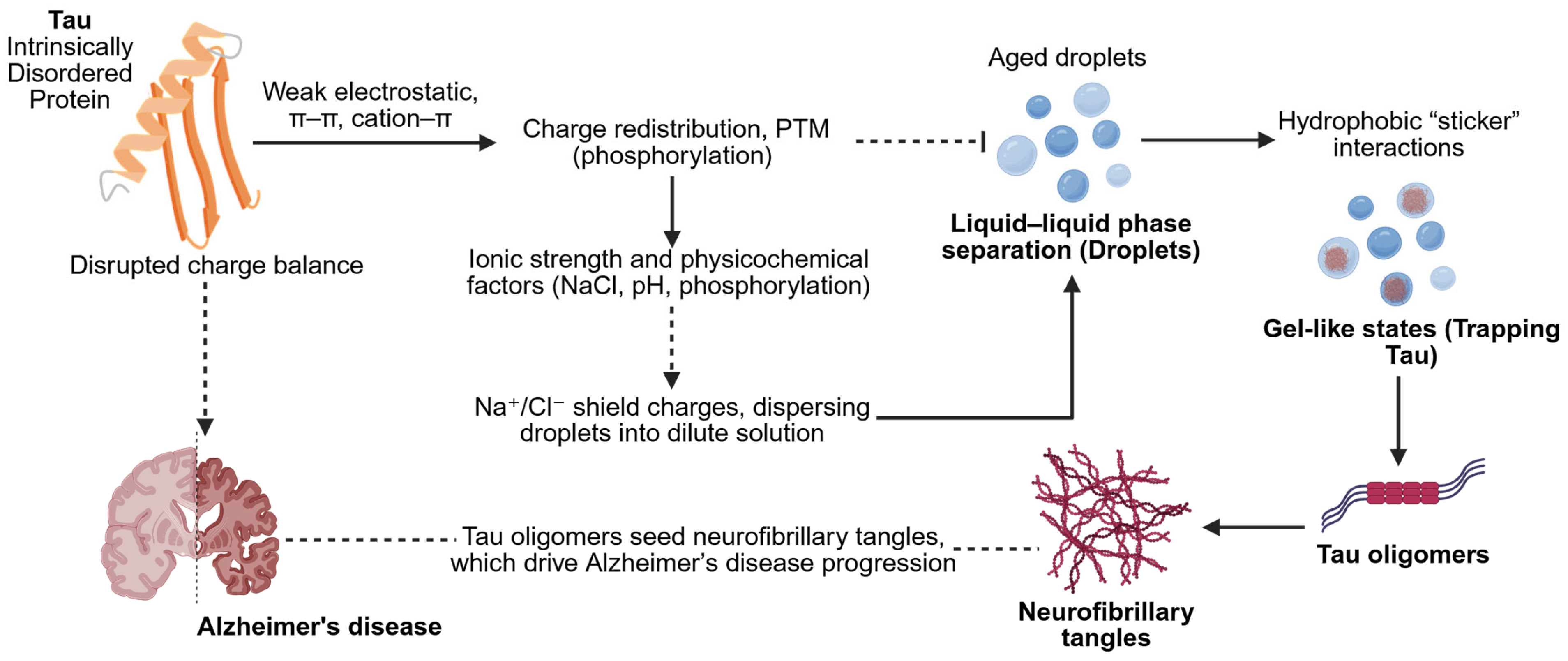 Biophysica 05 00052 g003