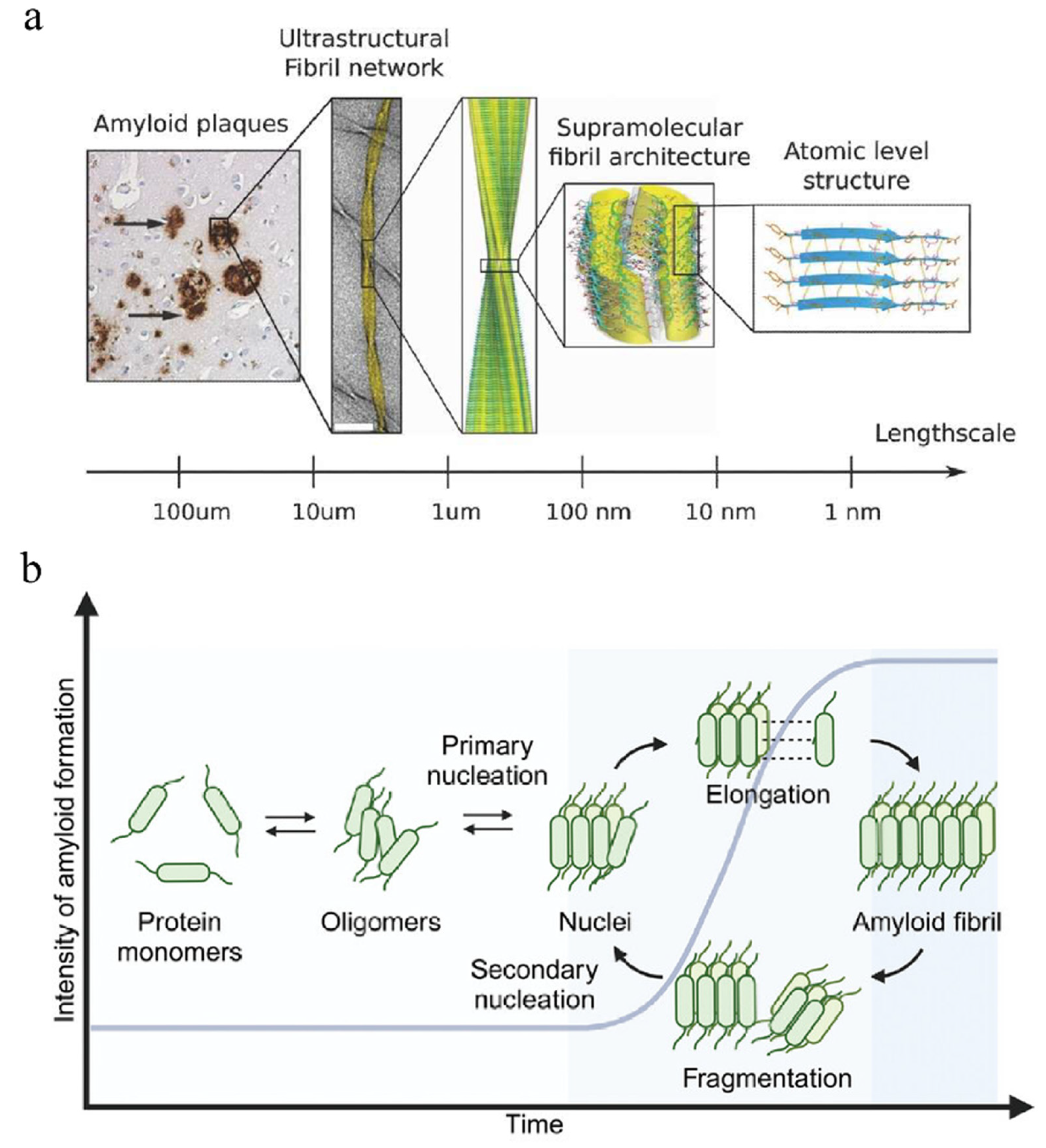 Biophysica 05 00057 g003