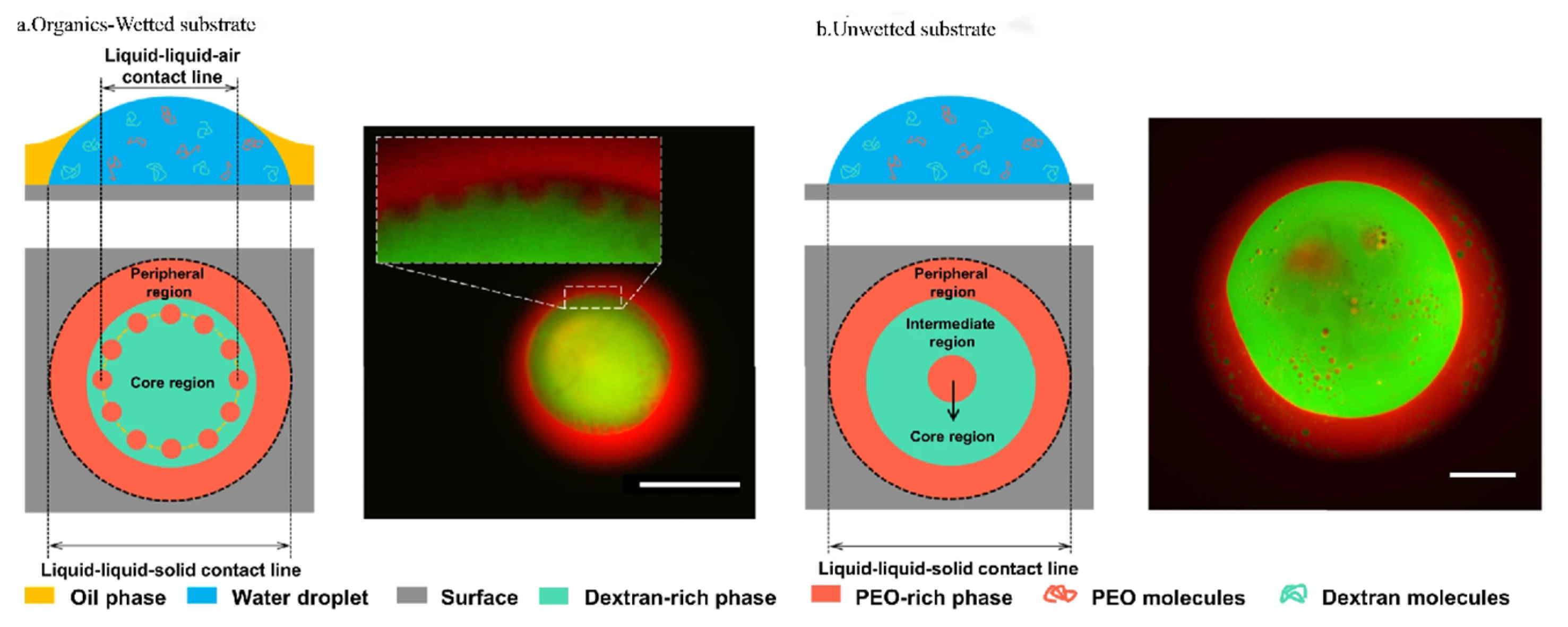 Biophysica 05 00057 g006