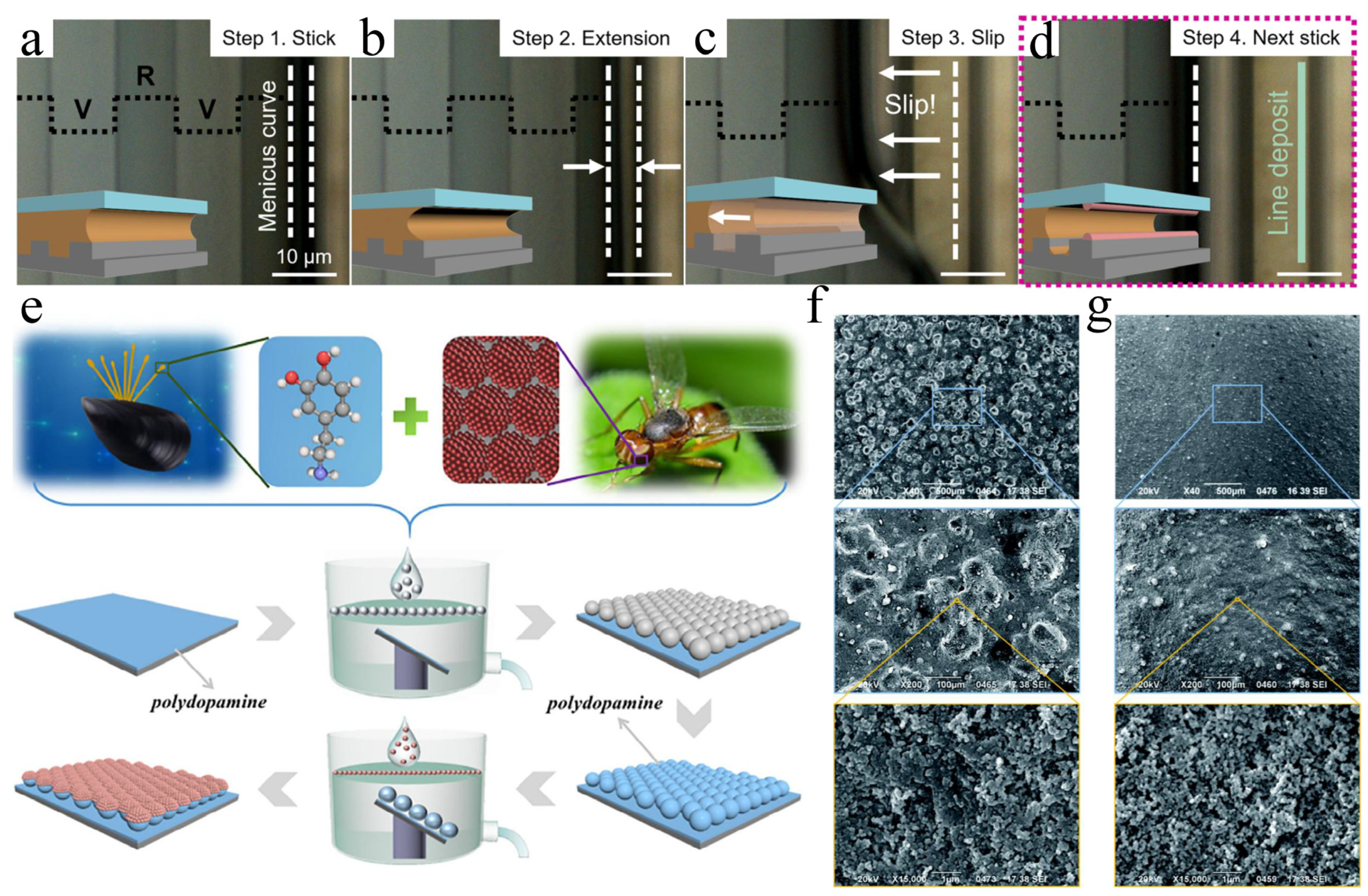 Biophysica 05 00057 g007