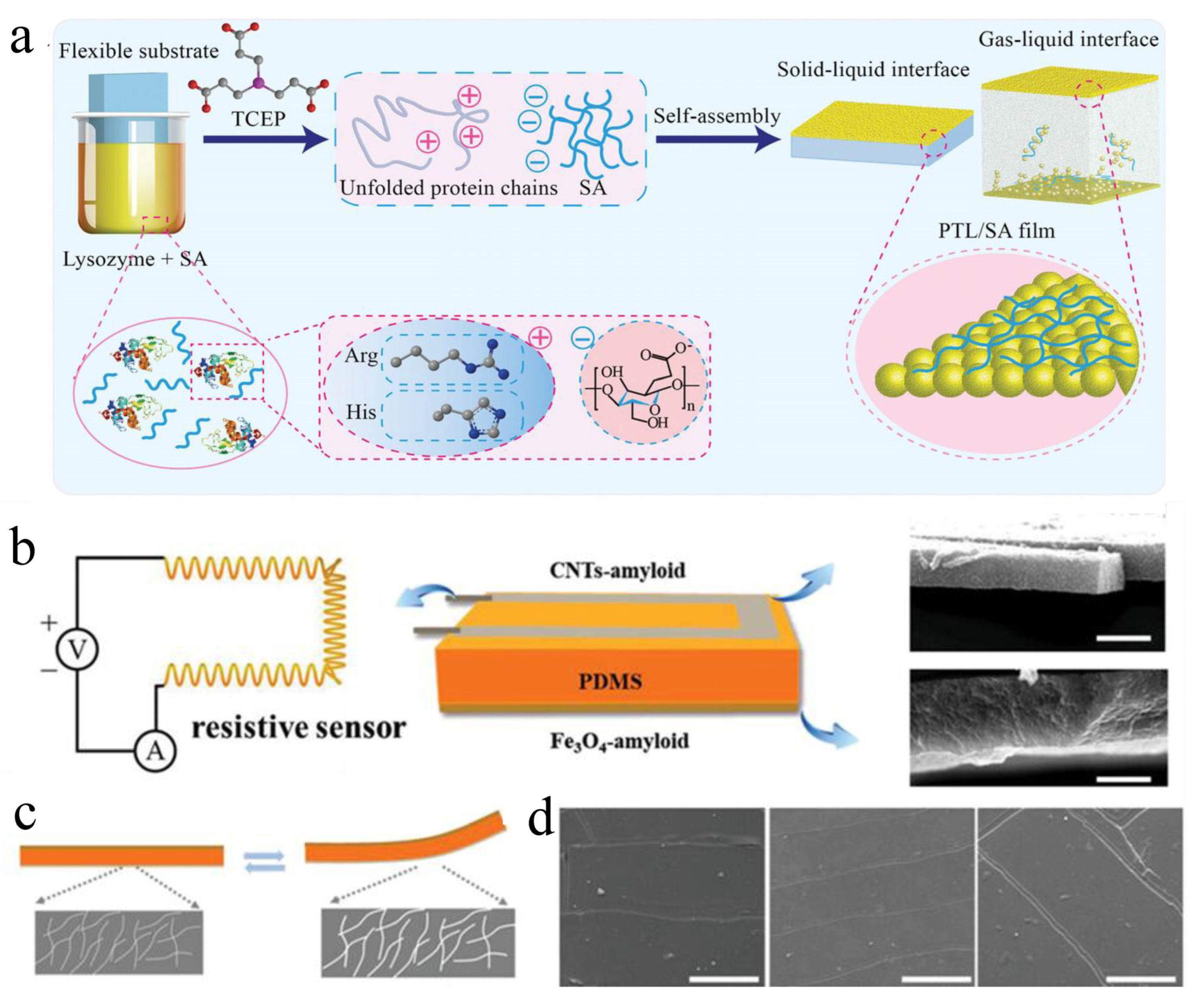 Biophysica 05 00057 g009