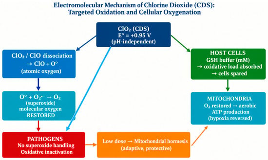 Mechanistic overview. ClO2 acts via one-electron oxidation of microbial targets (thiol oxidation, envelope and nucleic acid damage, respiratory inhibition); host cells are spared through glutathione-dependent redox buffering. The proposed low-dose hormetic response is a hypothesis requiring direct experimental confirmation, as discussed in Section 4.2.