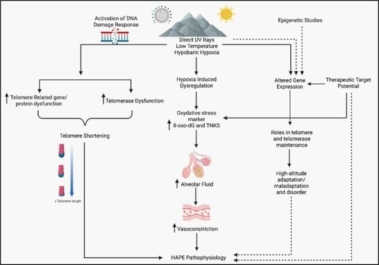 Epigenesis Process Genetic and Molecular Insights into Telomere Biology and Oxidative ...