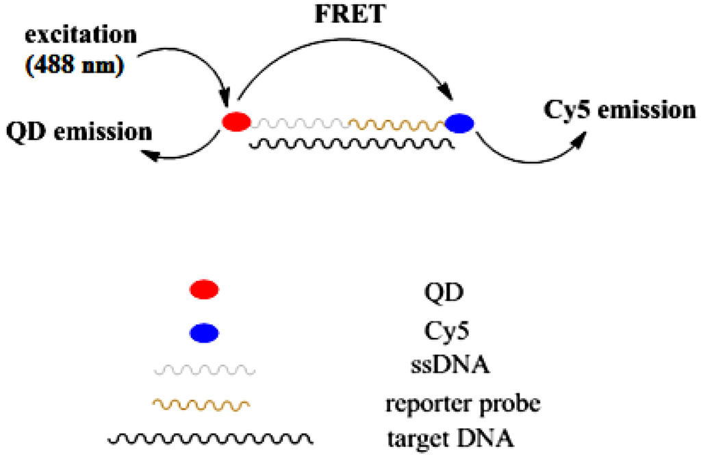 Biosensors 03 00419 g002 1024