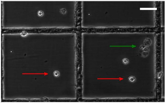 Biosensors 04 00257 g006 550