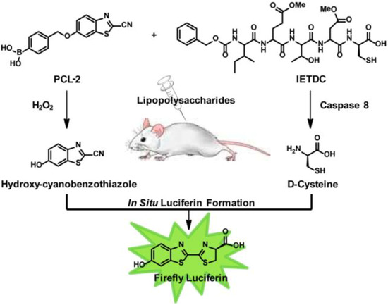 Biosensors 04 00273 g010 550