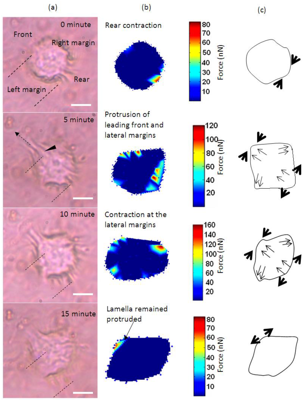 Biosensors 05 00013 g001 1024