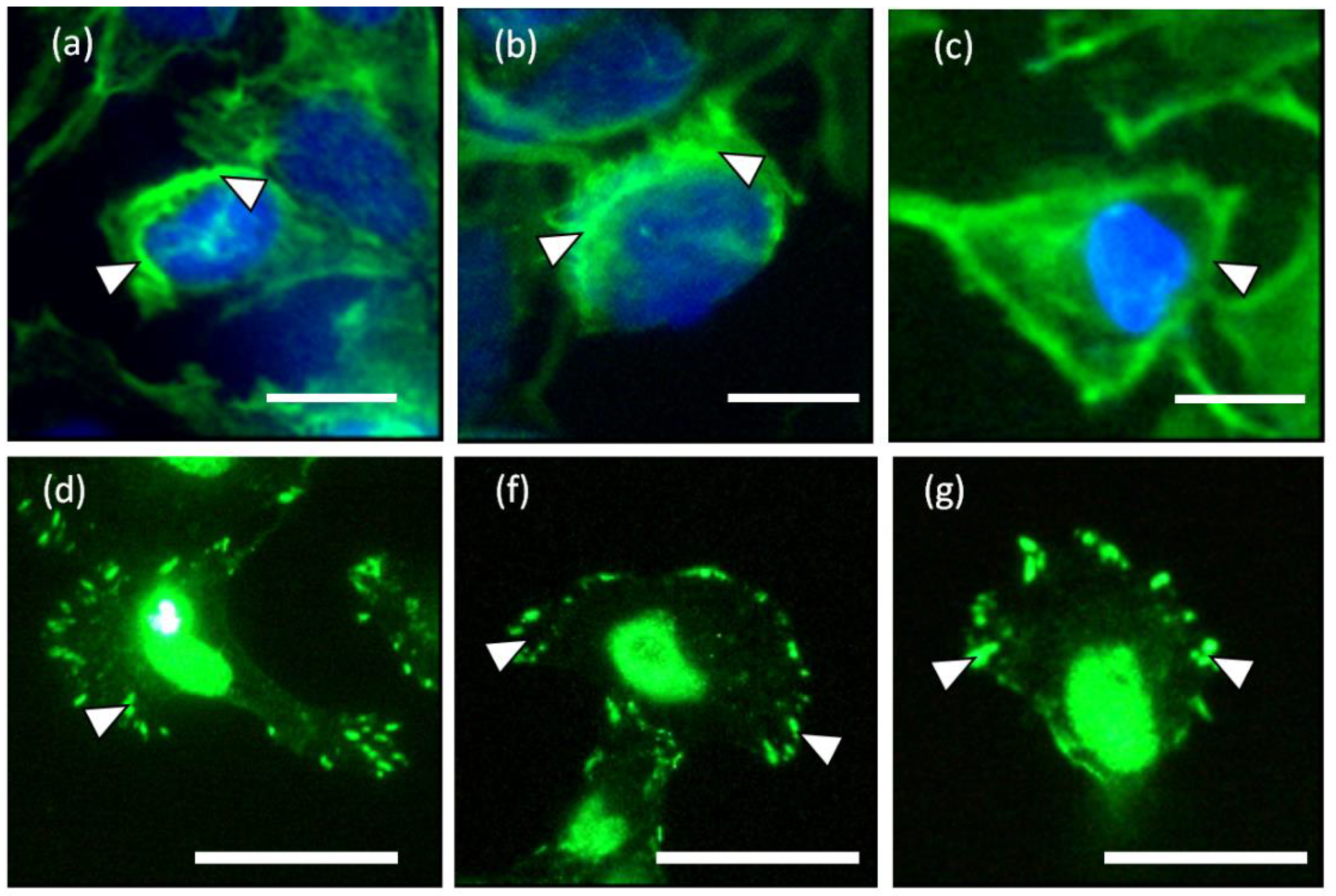 Biosensors 05 00013 g003