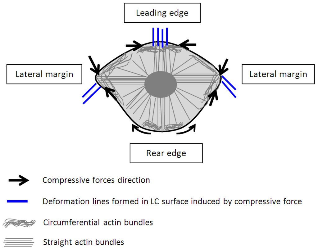 Biosensors 05 00013 g004 1024