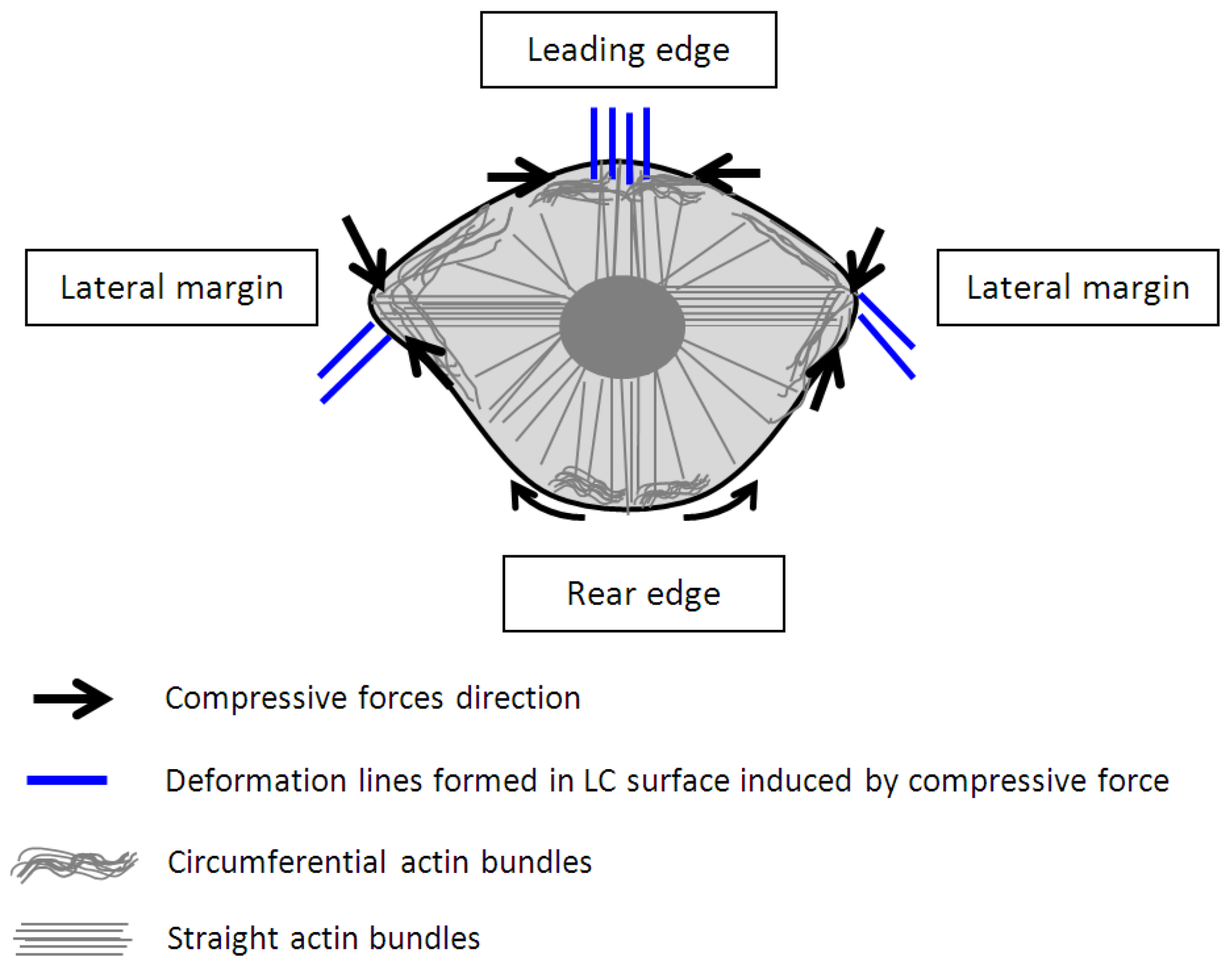 Biosensors 05 00013 g004