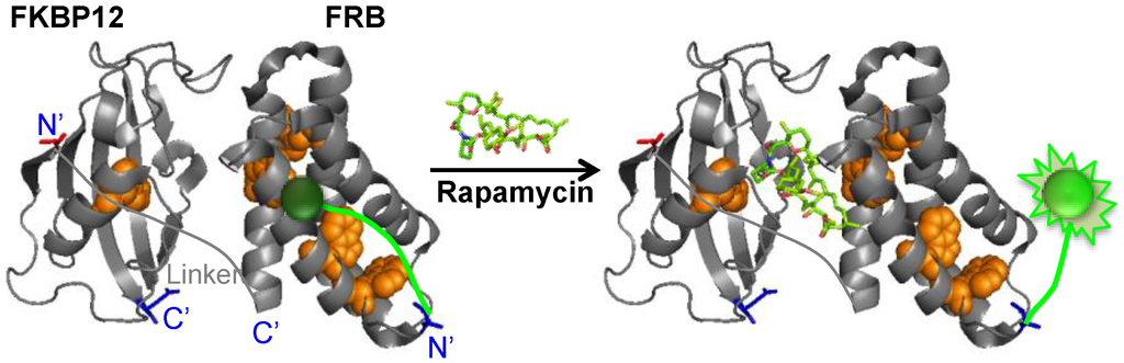 Biosensors 05 00131 g001 1024