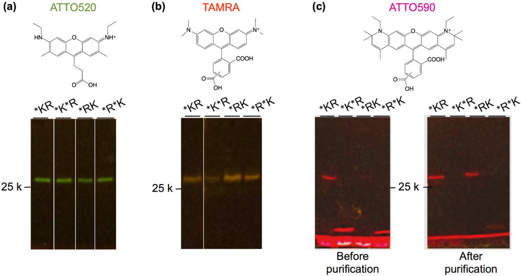 Biosensors 05 00131 g003 1024