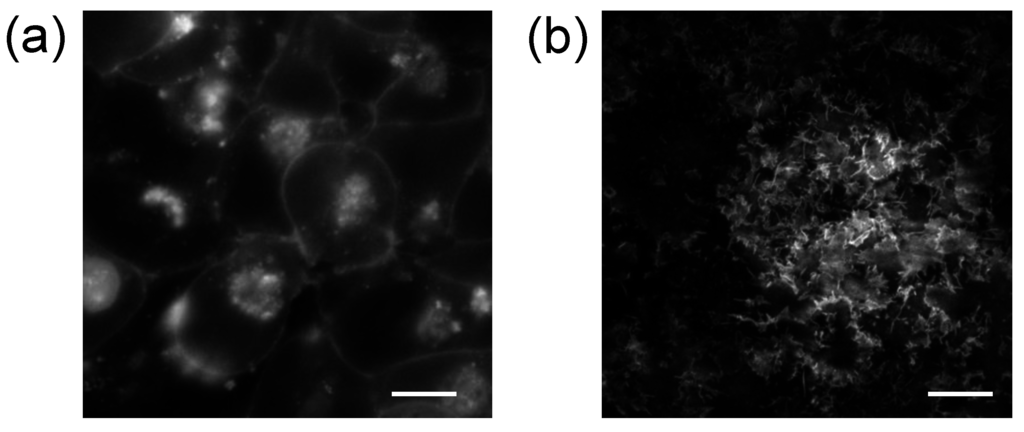 Biosensors 05 00223 g003 1024