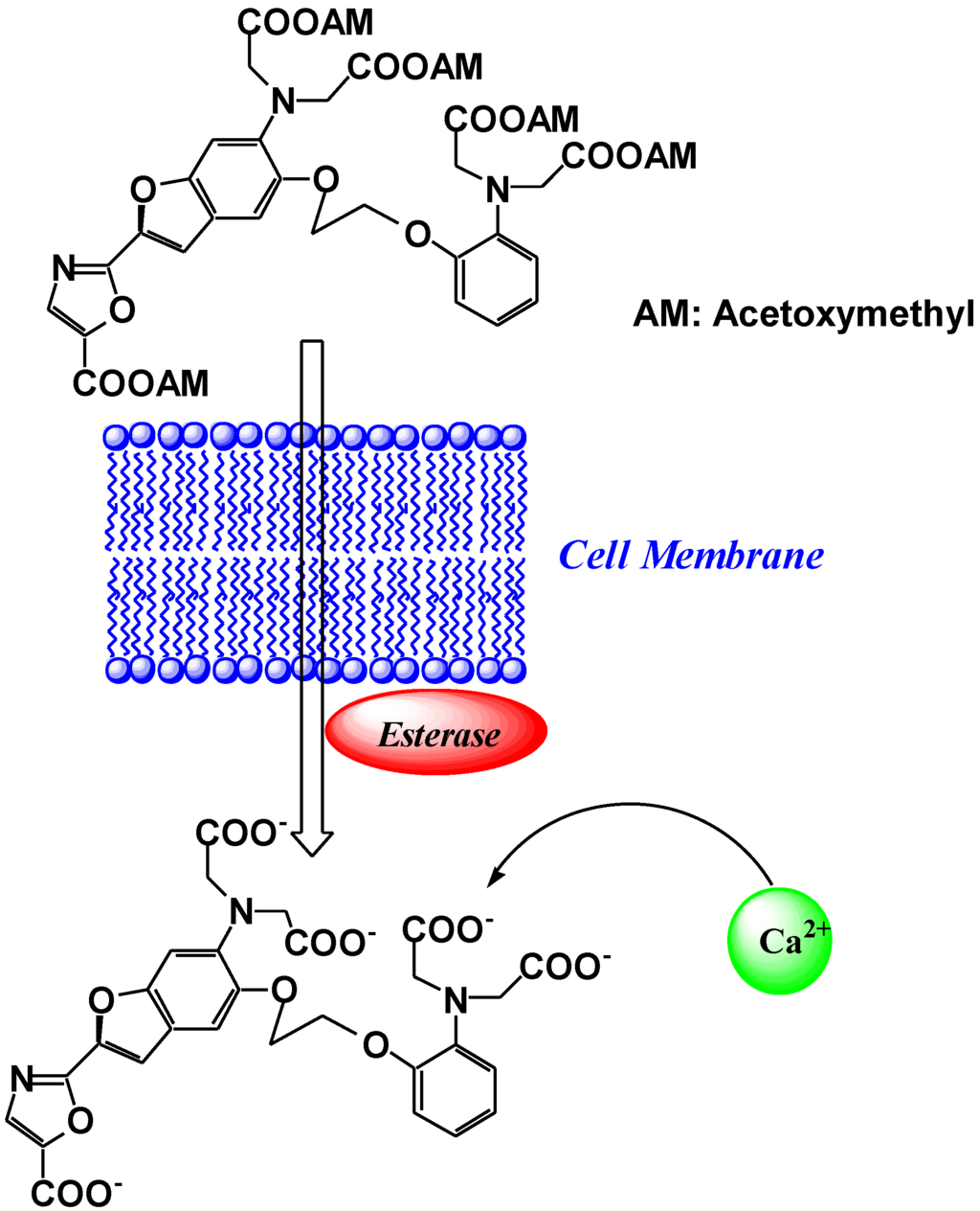 Biosensors 05 00337 g004 1024