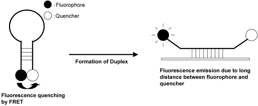 Biosensors 05 00337 g017 1024