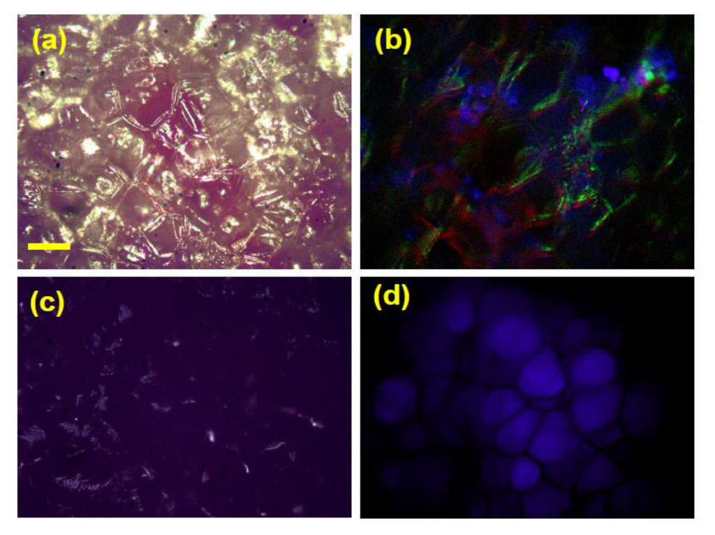 Biosensors 05 00367 g009 1024