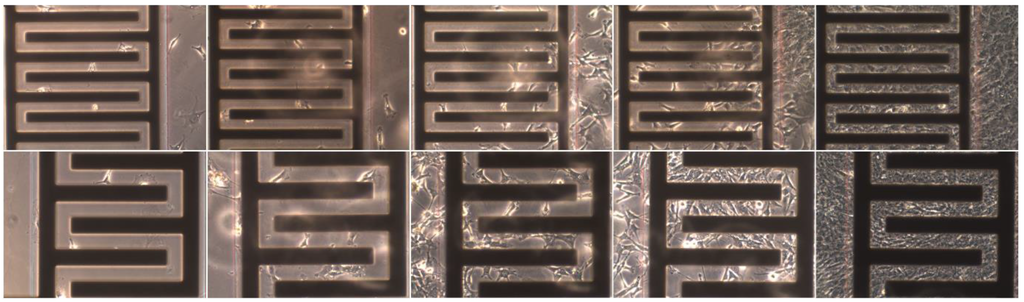 Biosensors 05 00513 g005 1024