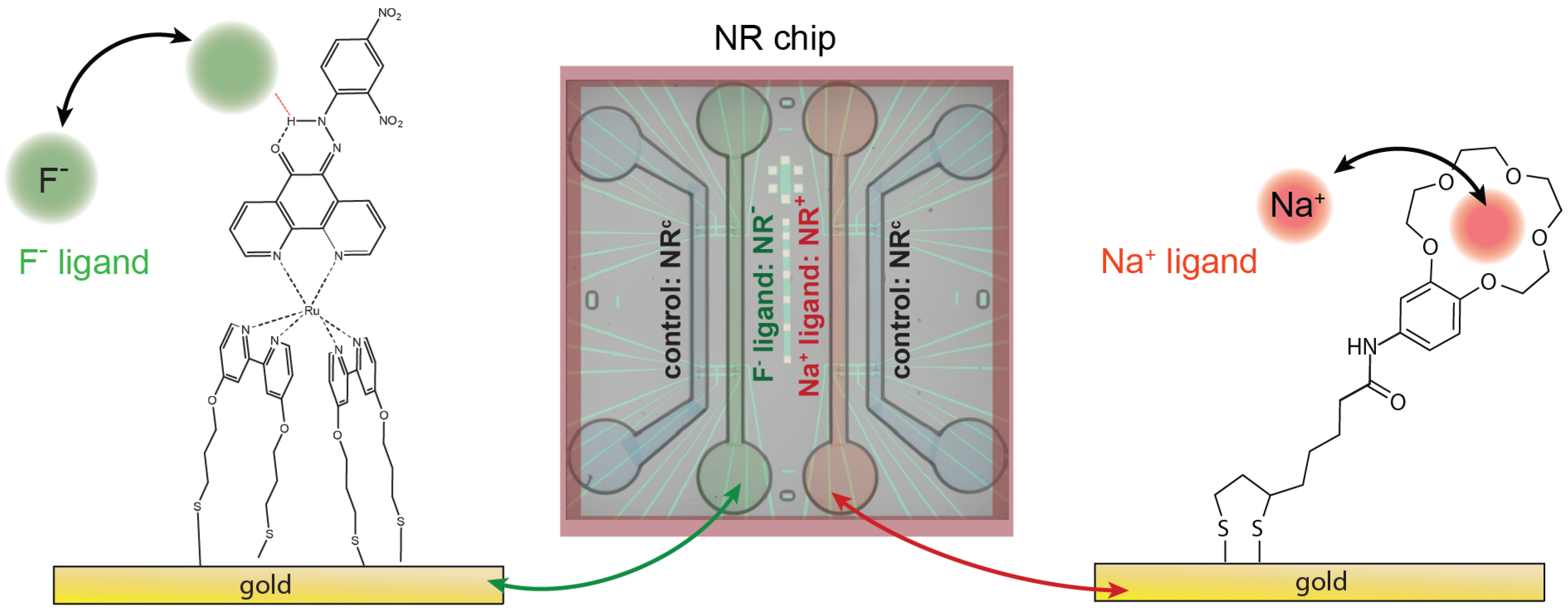 Biosensors 06 00021 g001