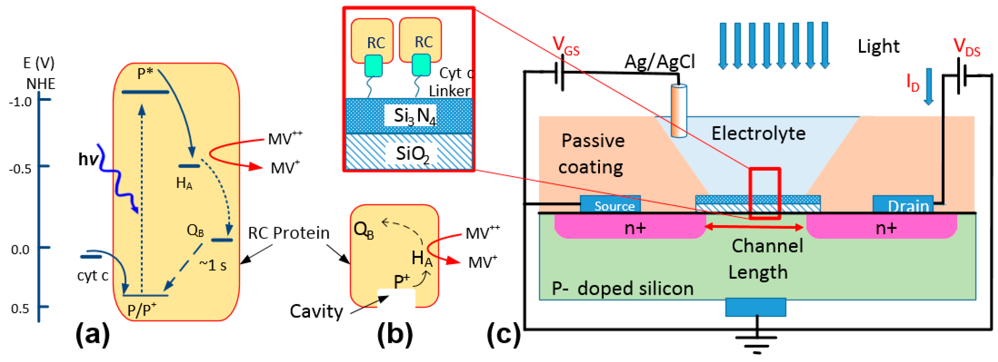 Biosensors 07 00016 g001