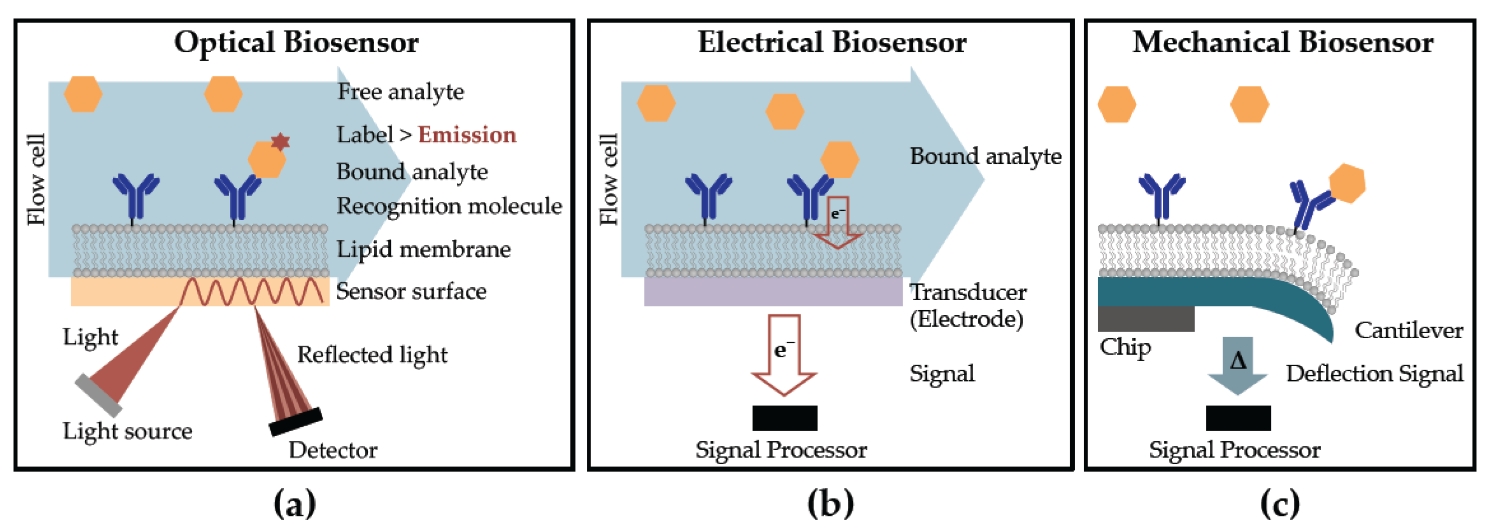 Biosensors 07 00025 g001
