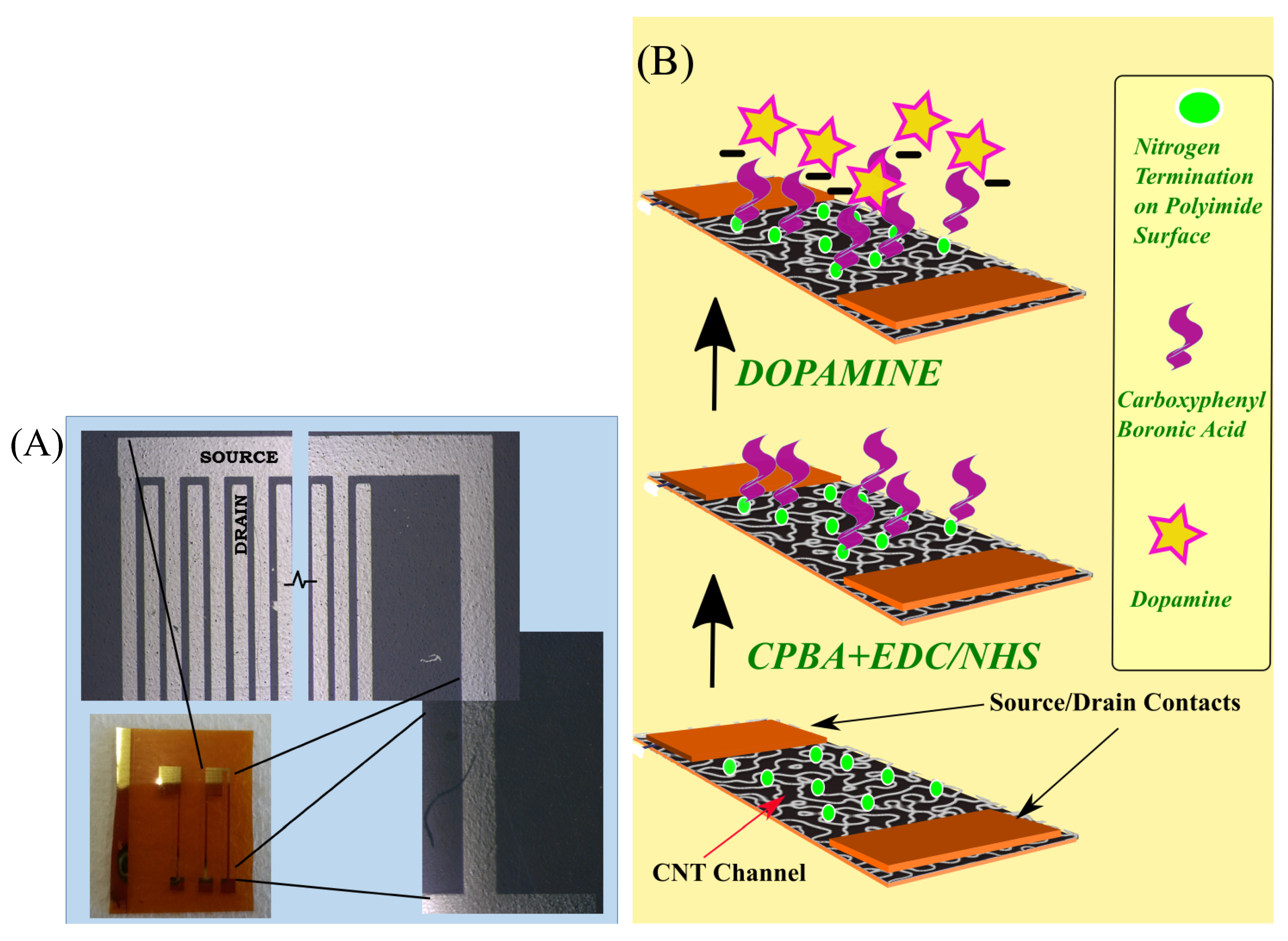 Biosensors 08 00009 g001