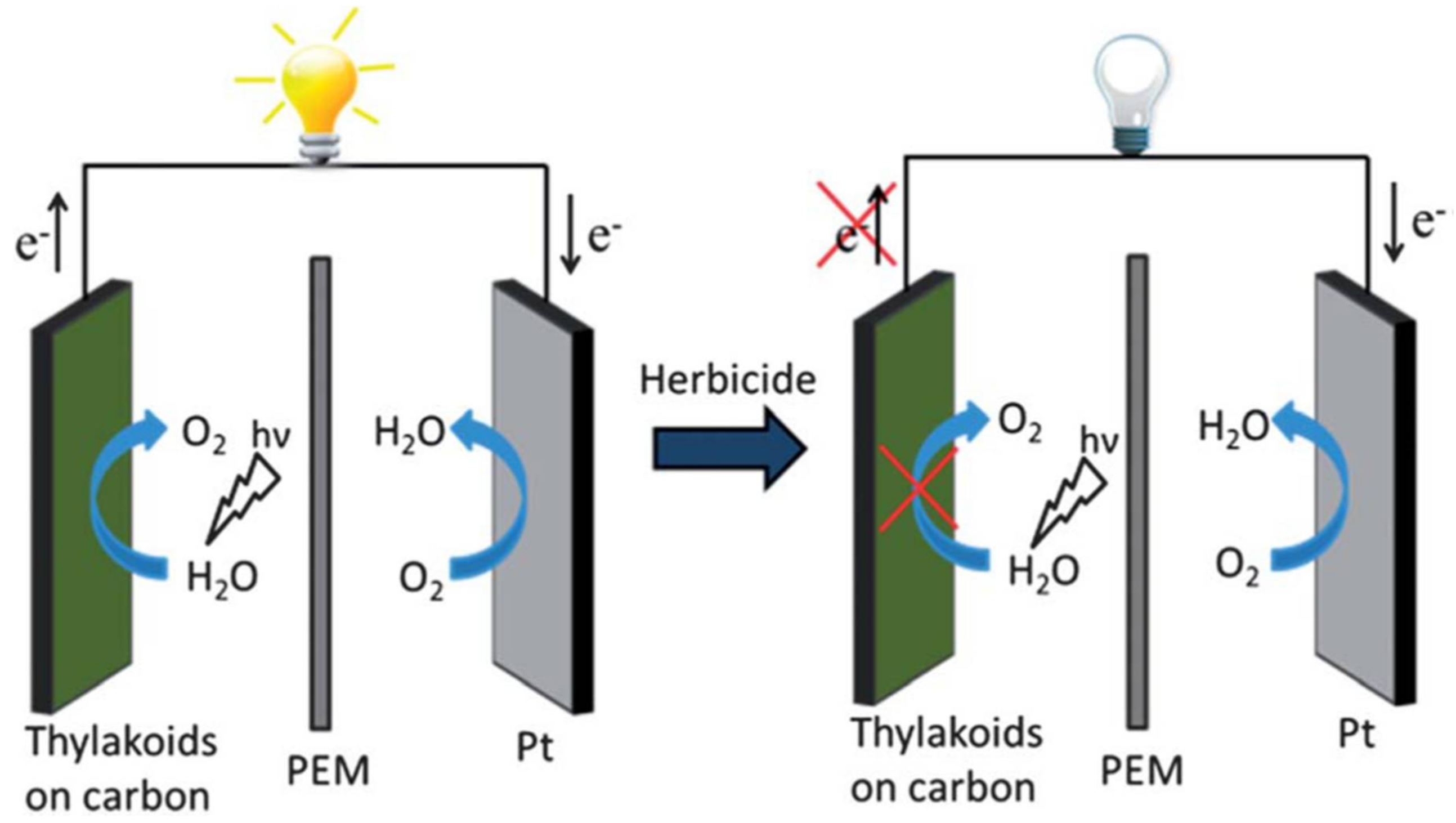 Biosensors 08 00027 g006