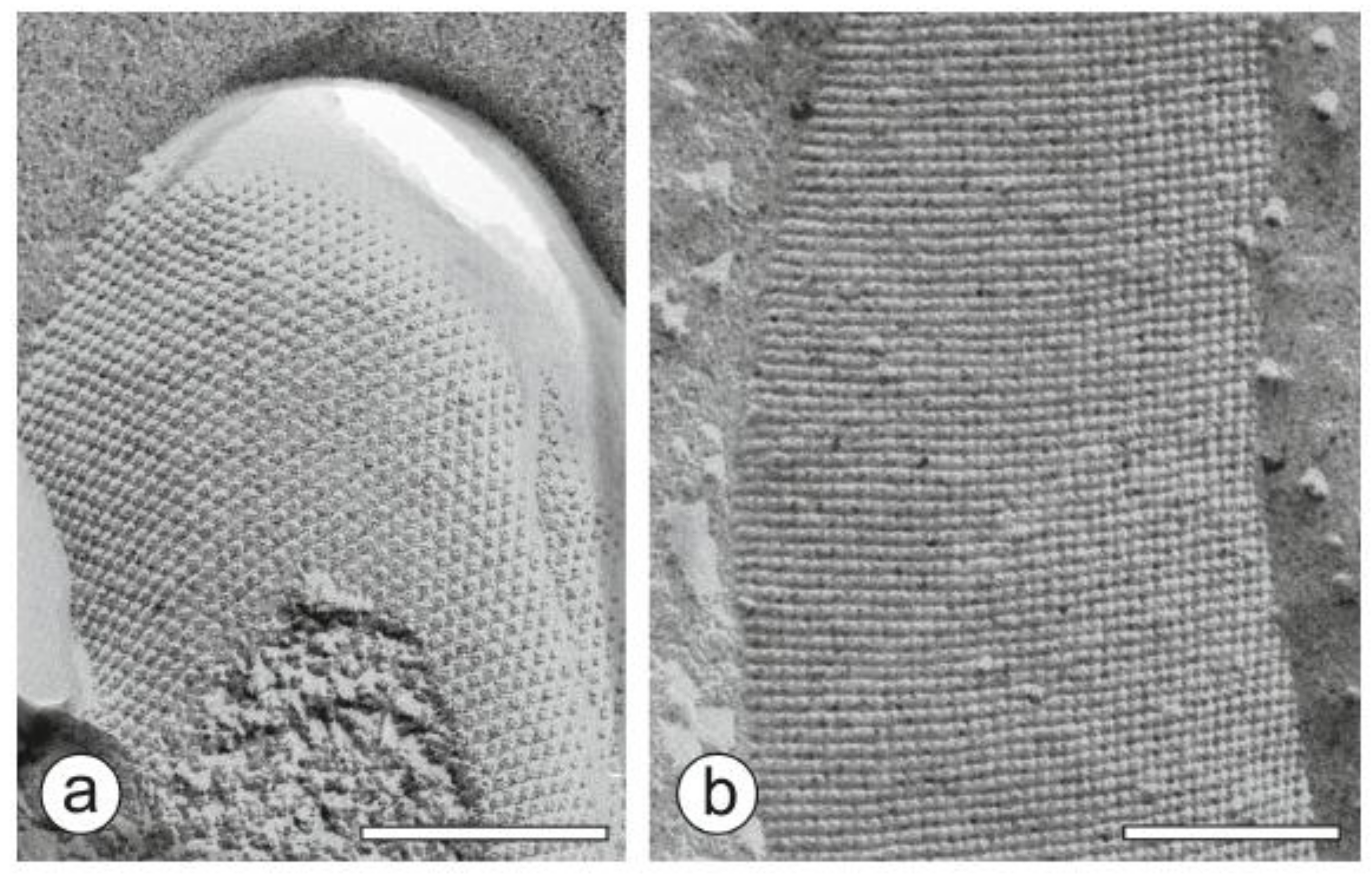 Biosensors 08 00040 g002