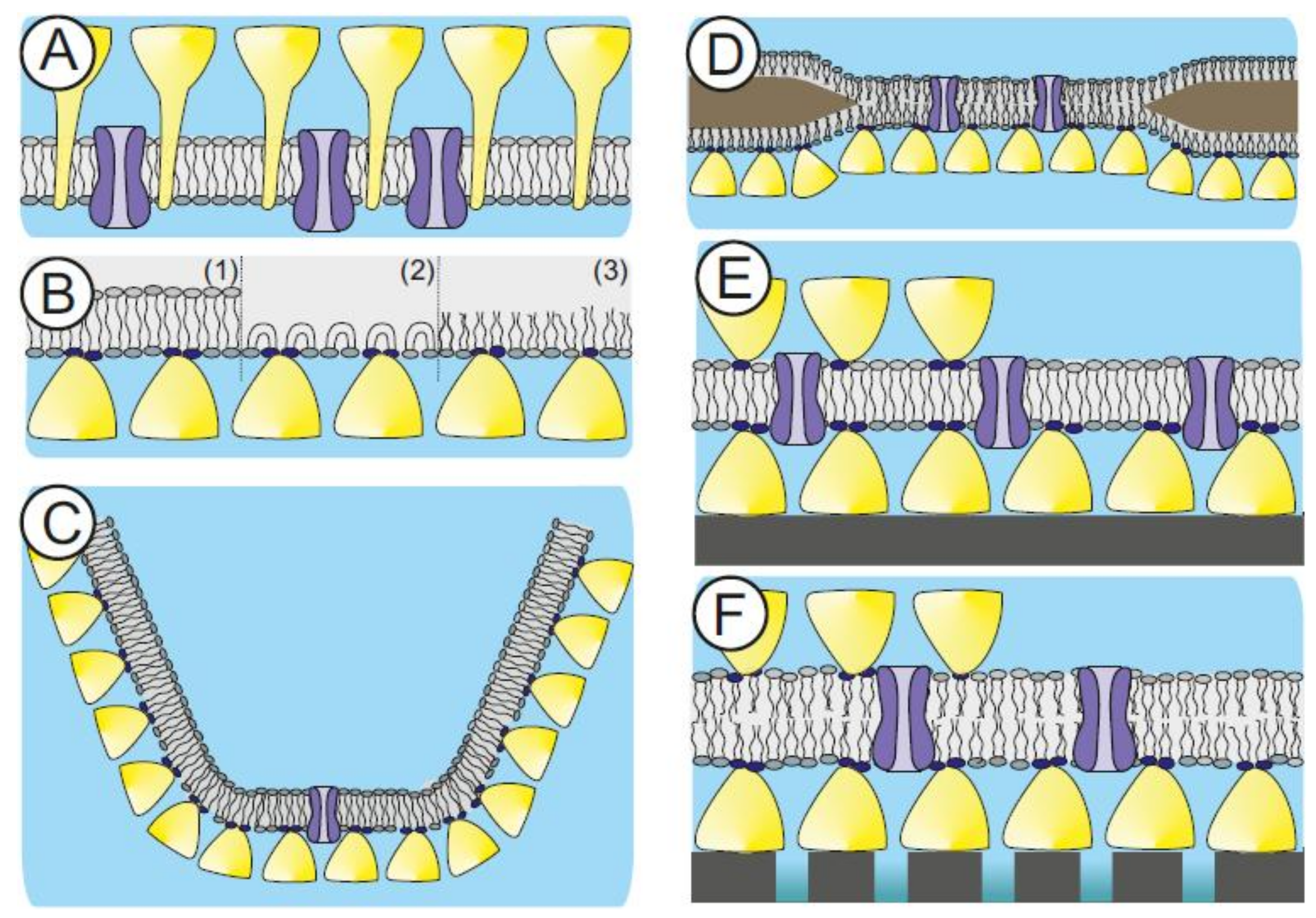 Biosensors 08 00040 g003