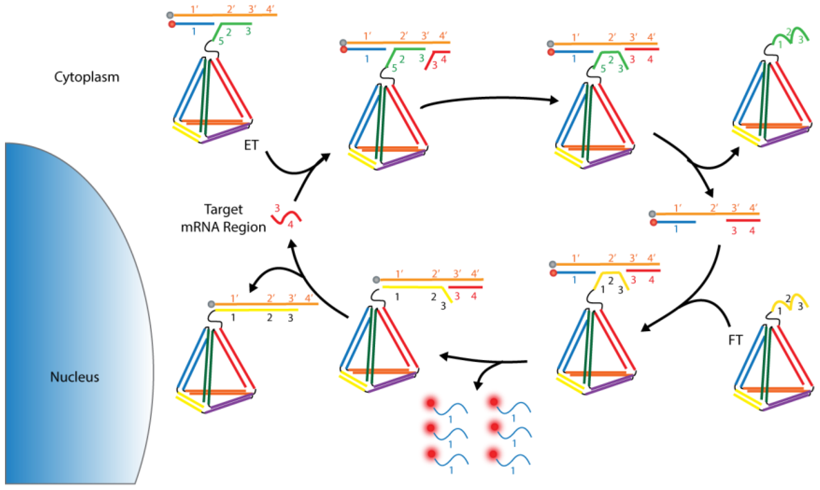 Biosensors 08 00100 g012