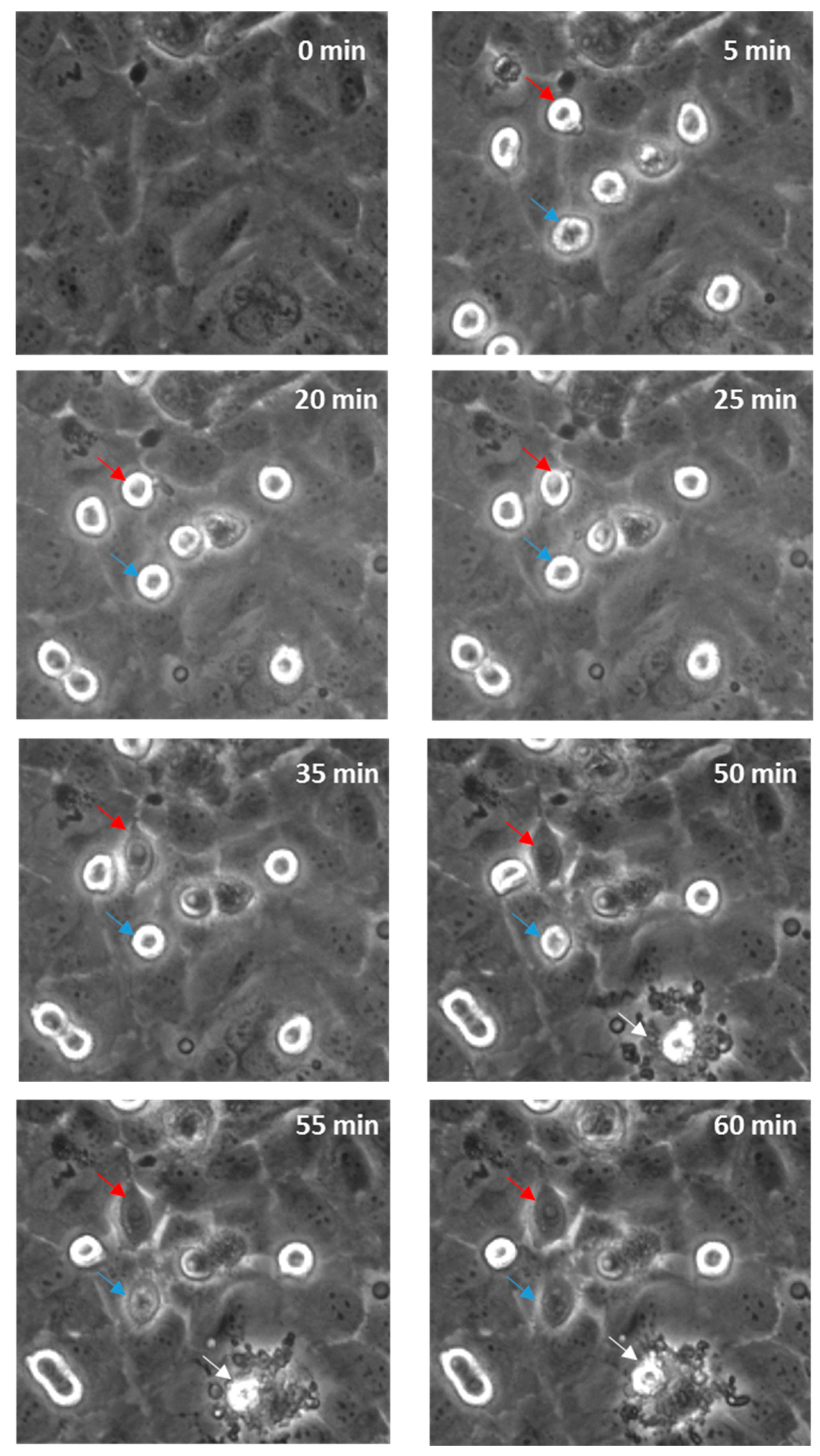 Biosensors 09 00056 g007